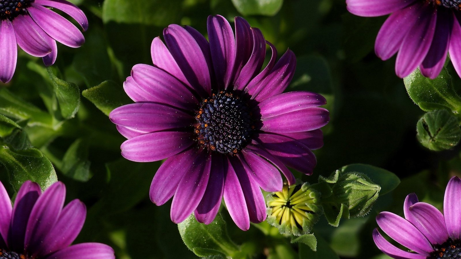 Purple Flower Purple Gerbera Daisy Picture Flowers Wallpapers Desktop