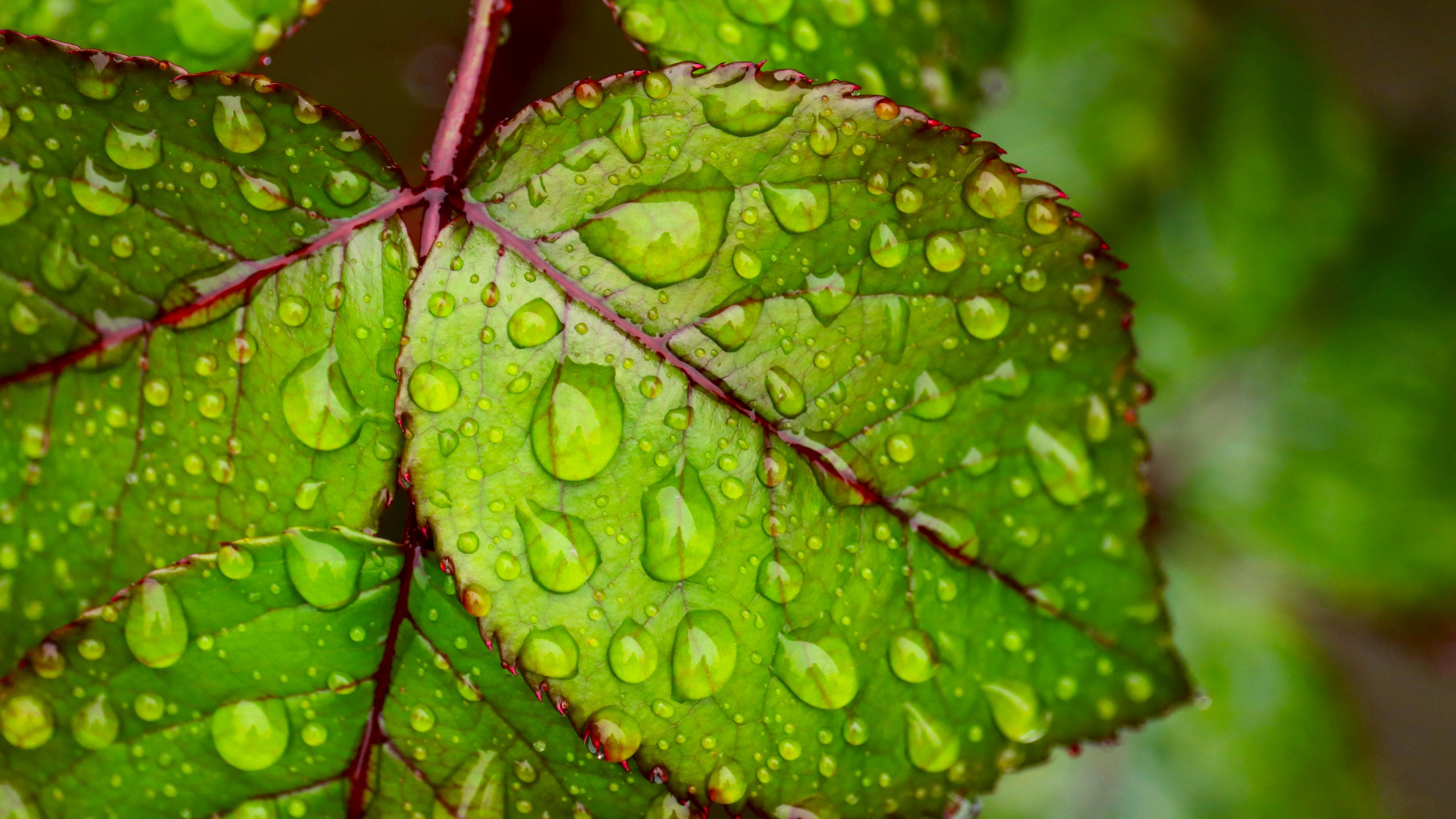 Water droplets on green leaf 4K Ultra HD Wallpapers for Mobile phones