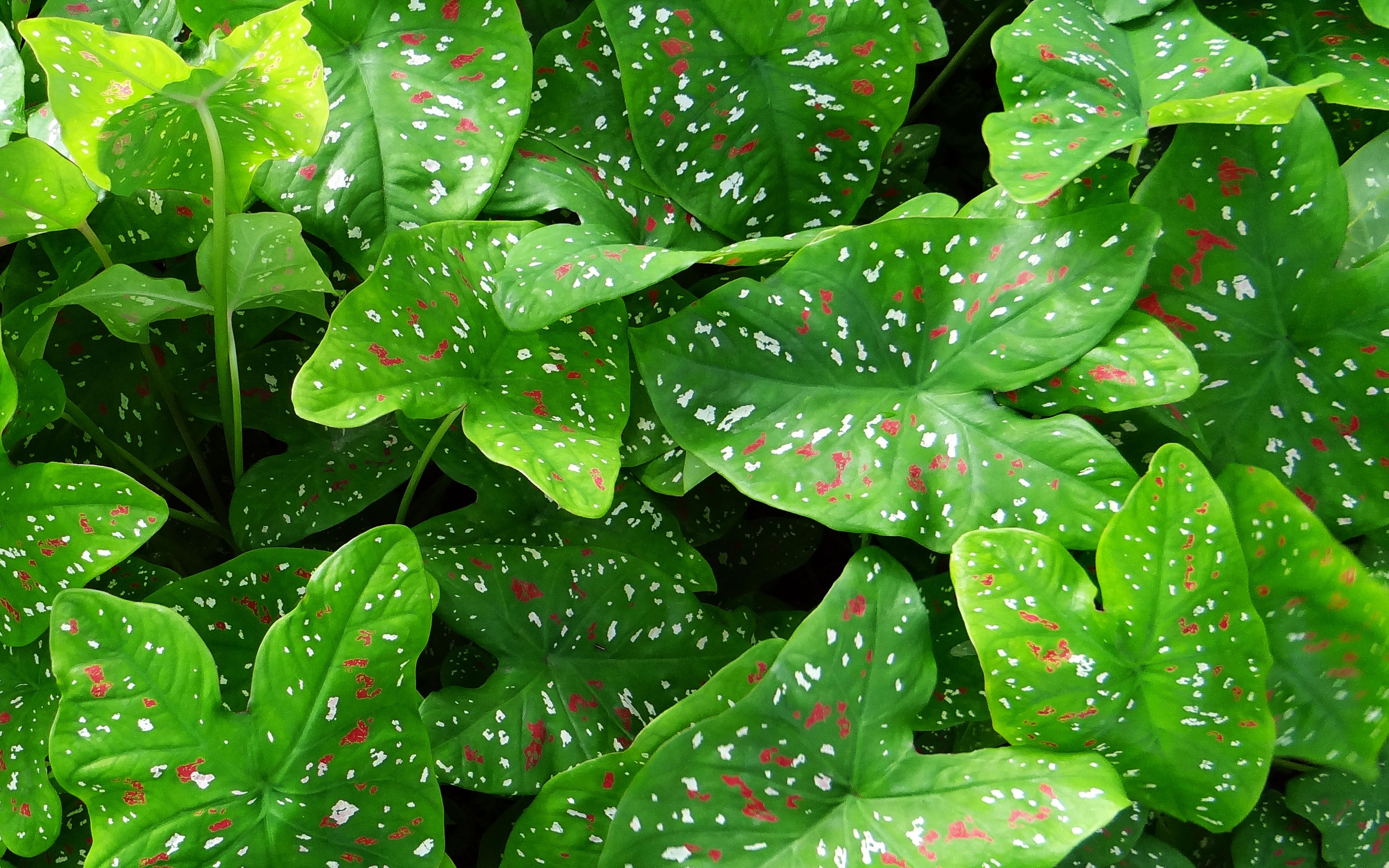 Caladium Plant Light Green Leaves Fluted With White And
