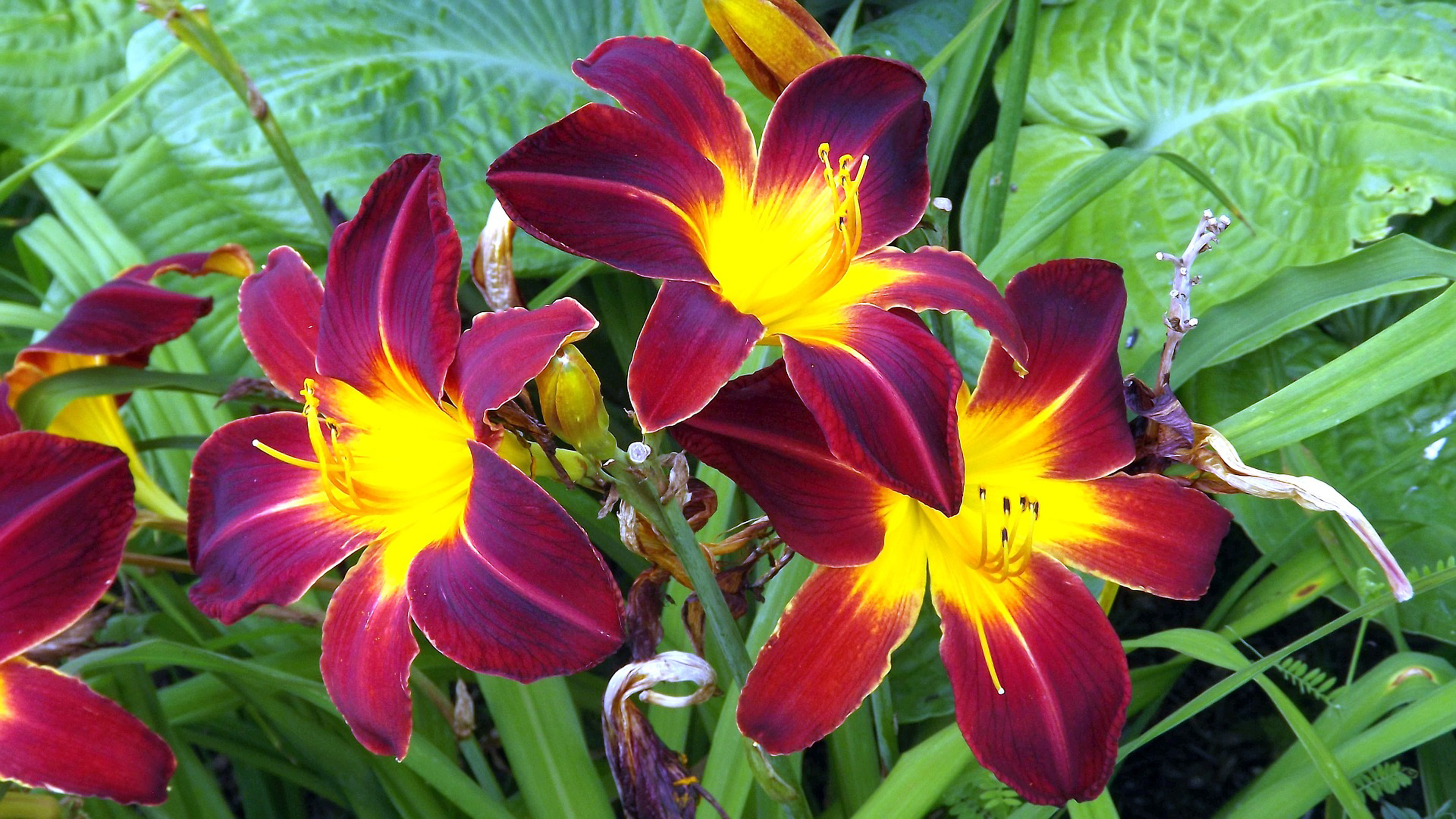 Lilies Flowers, Plants Two Tone Bloody Red With Yellow Flowers