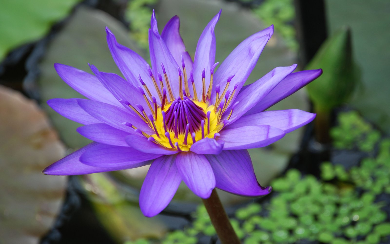 Lotus Flower Water Lily Purple Flower Landscape Wallpapers Hd For