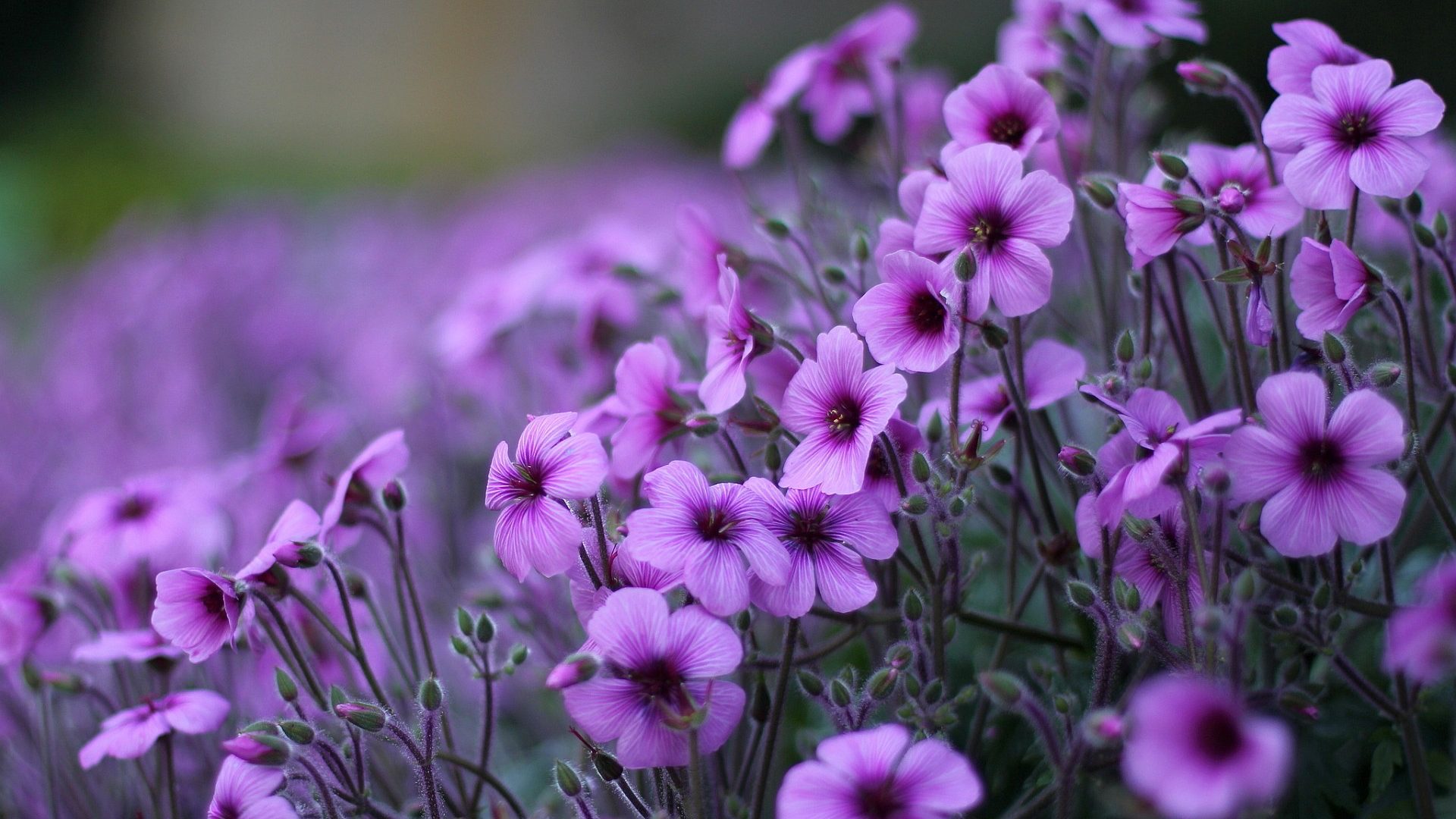 Purple Flowers Geranium Ornamental Flowering Plants Hd