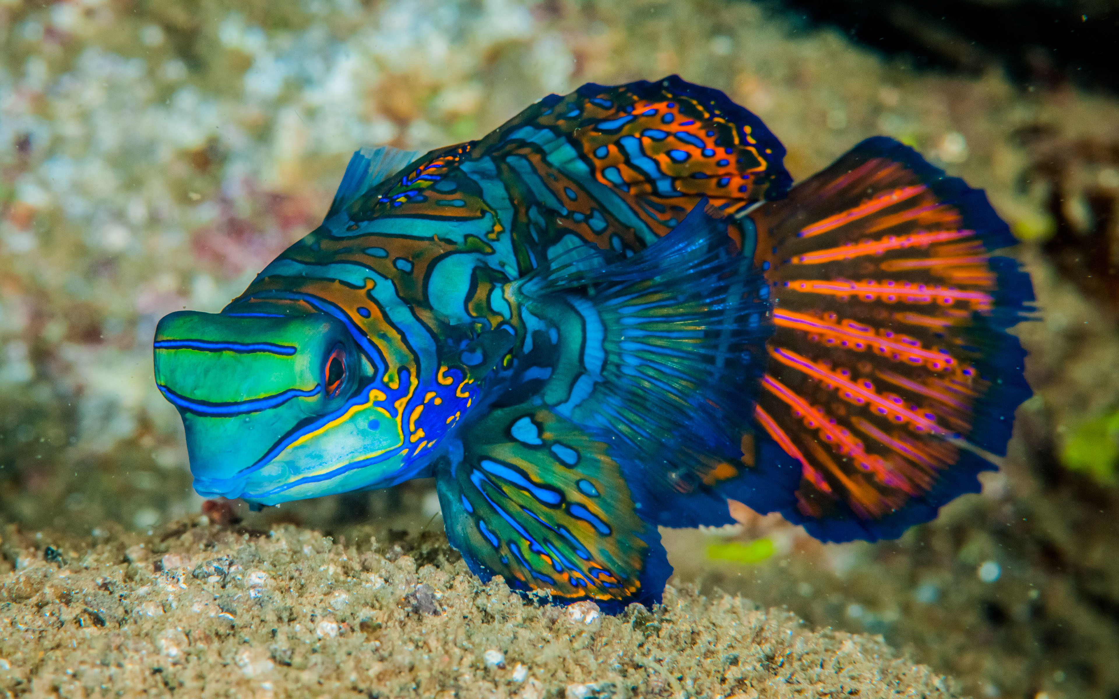 Mandarinfish Fish Is A Small Exotic Colorful Fish Of The Dragonet