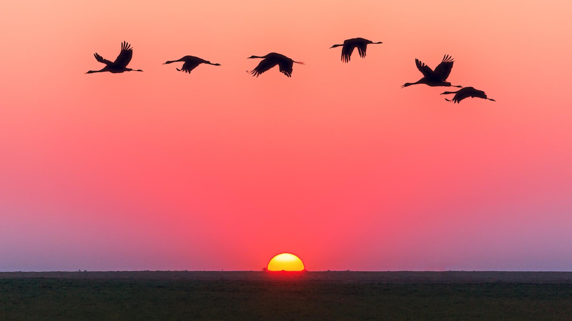 Sunset Ocean Horizon Red Sky And Birds In Flight Hd