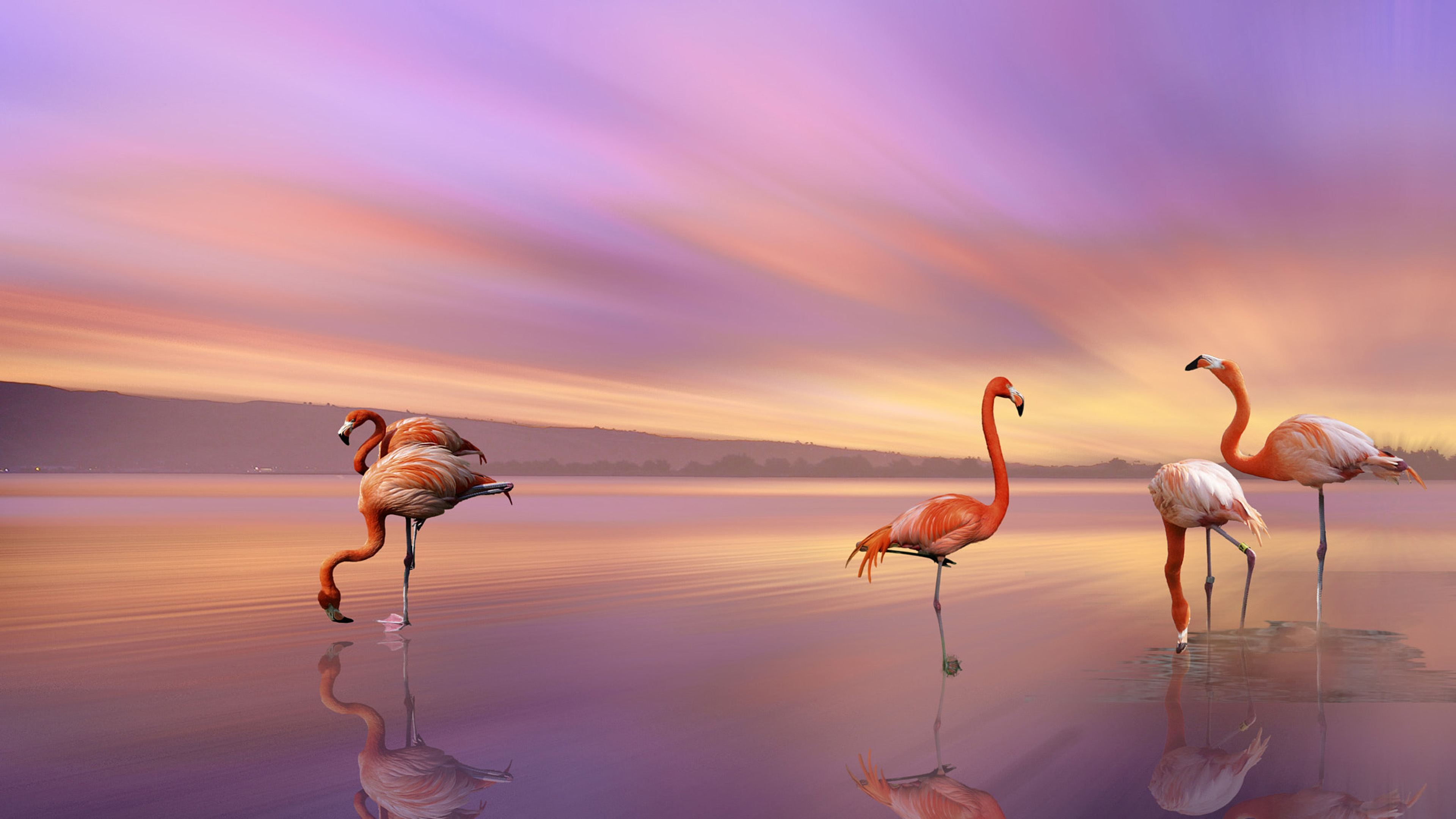Bird Greater Flamingo The Most And Most Distributed Family Flamingo It