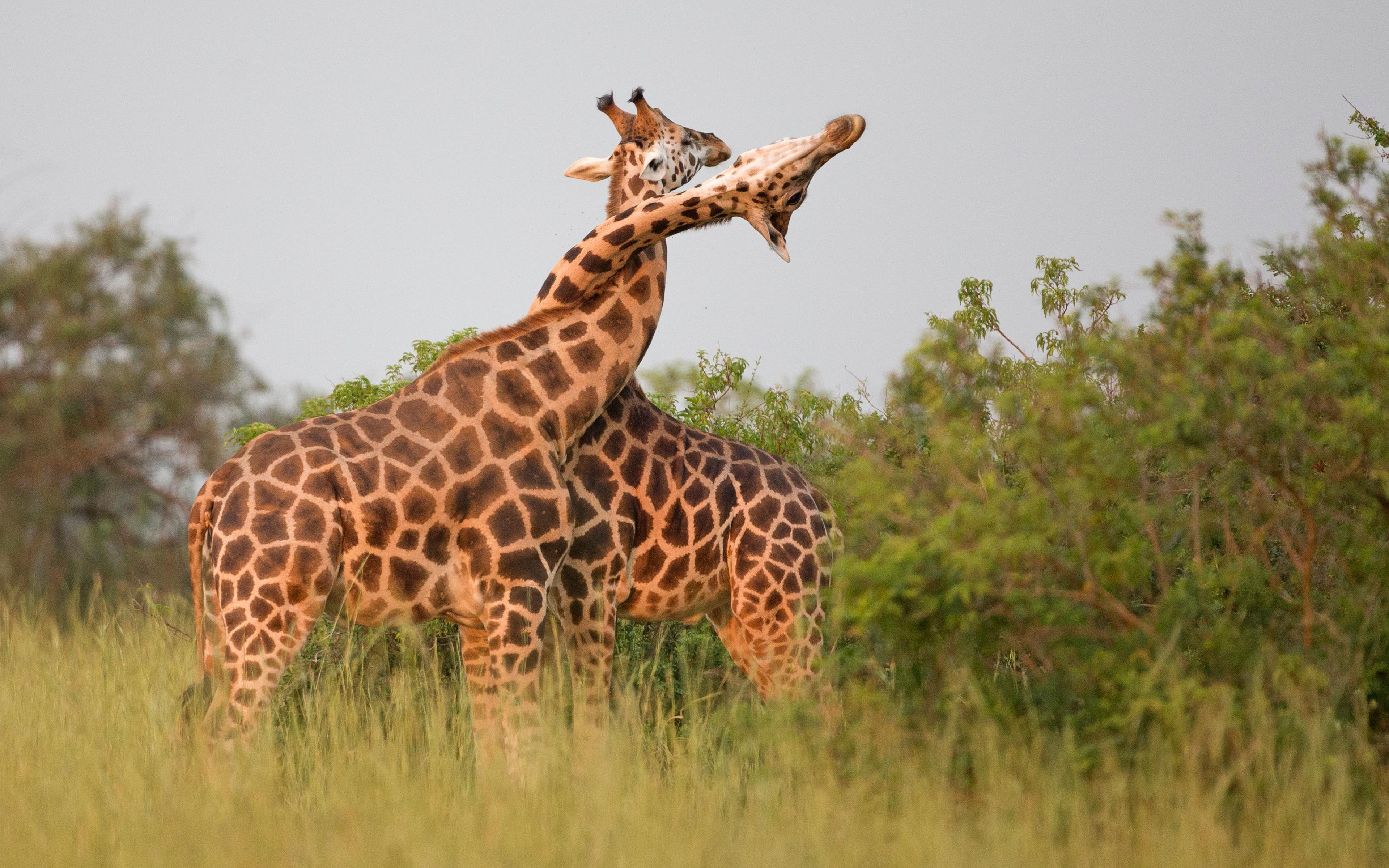 Giraffe African Animal Mammals Males Establish Social Hierarchies Over