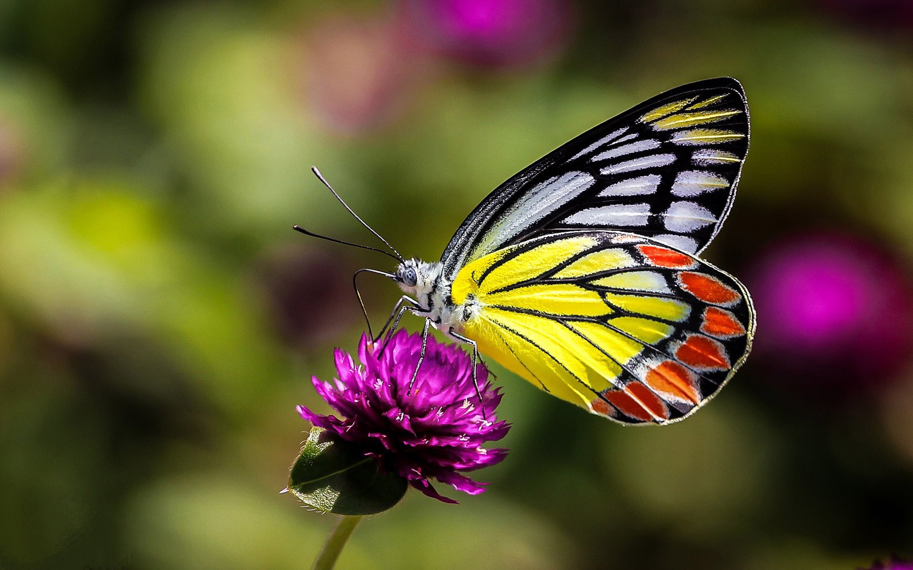 Insects Butterfly On Flower Macro Picture Ultra Hd ...