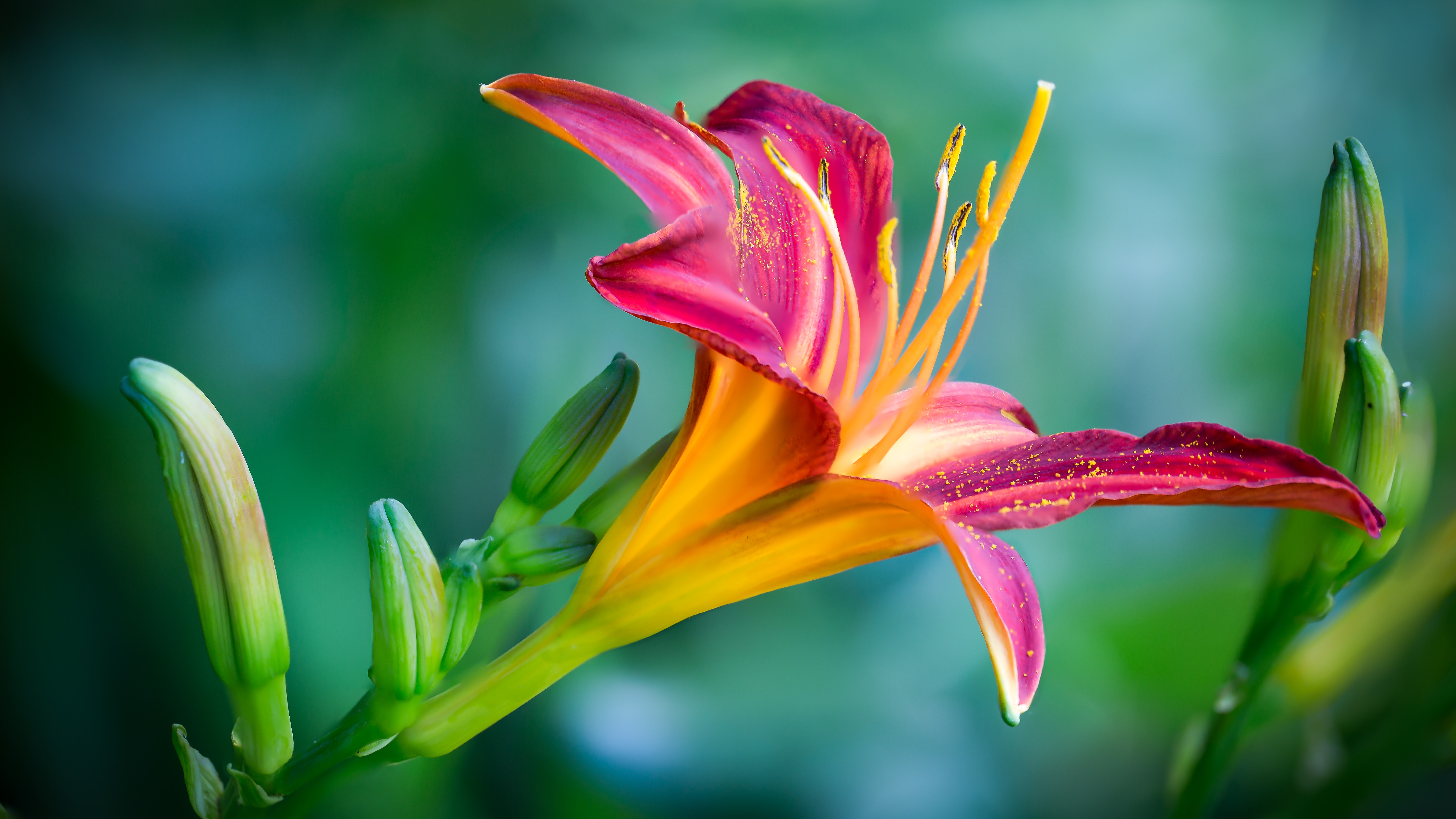 Neon Lily Beautiful Flowers Pictures Desktop Hd Wallpapers For