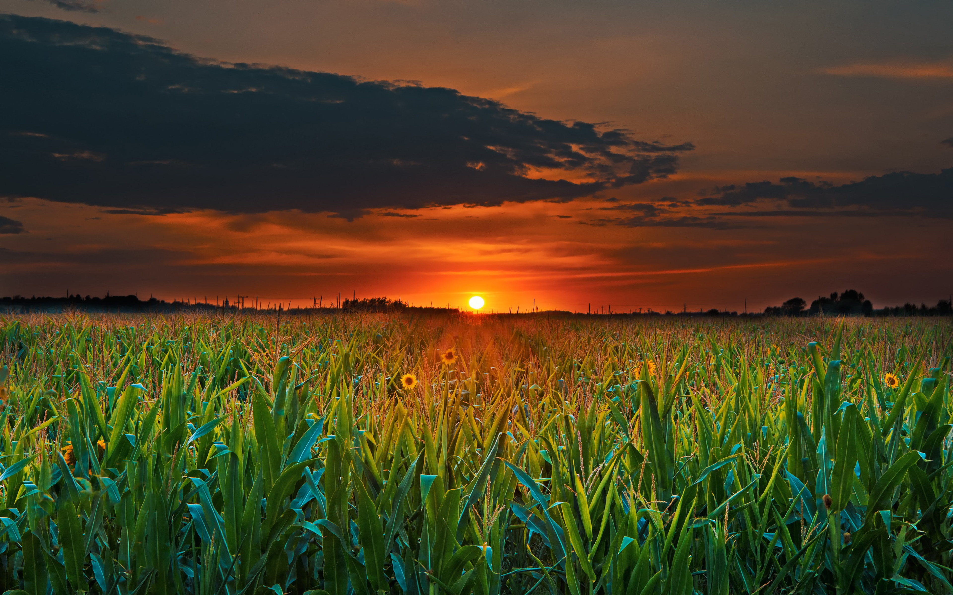 Sunset Green Field With Corn Dark Clouds 4k Ultra Hd Desktop Wallpapers