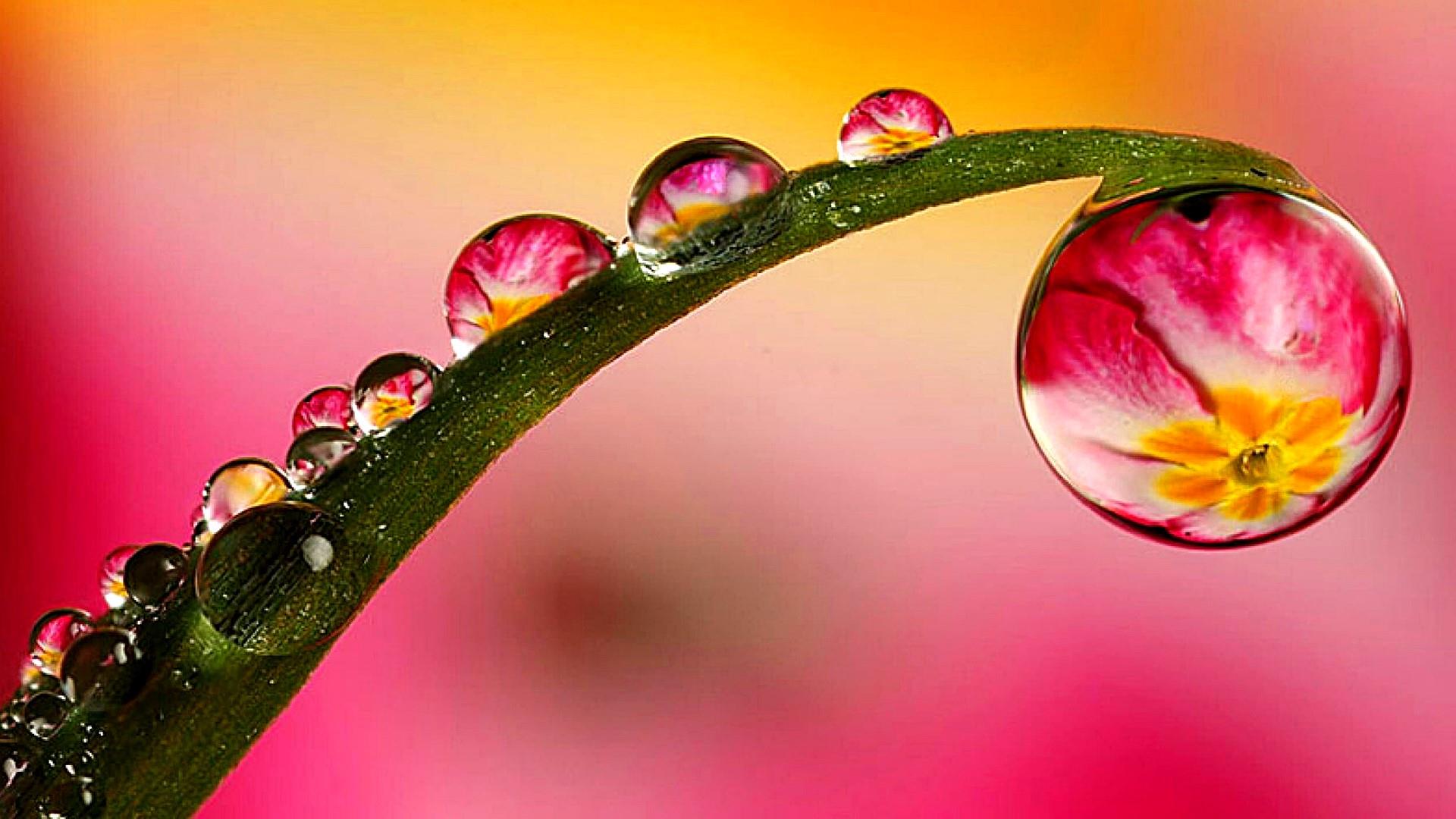 Drops Of Water On Green Leaf Macro Photography Hd Wallpapers For