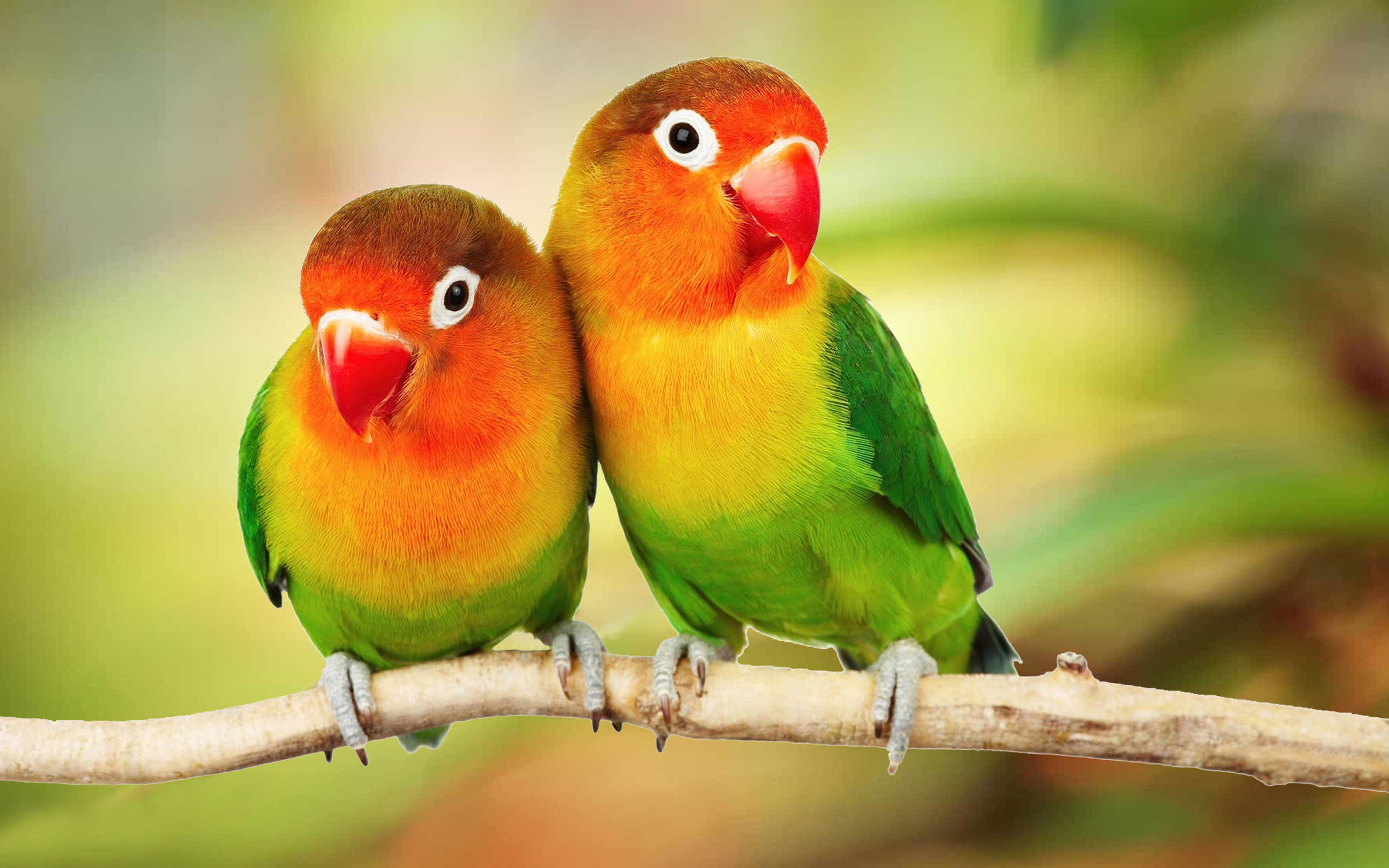 Beautiful Tropical Birds Colorful Parrots Love Birds ...