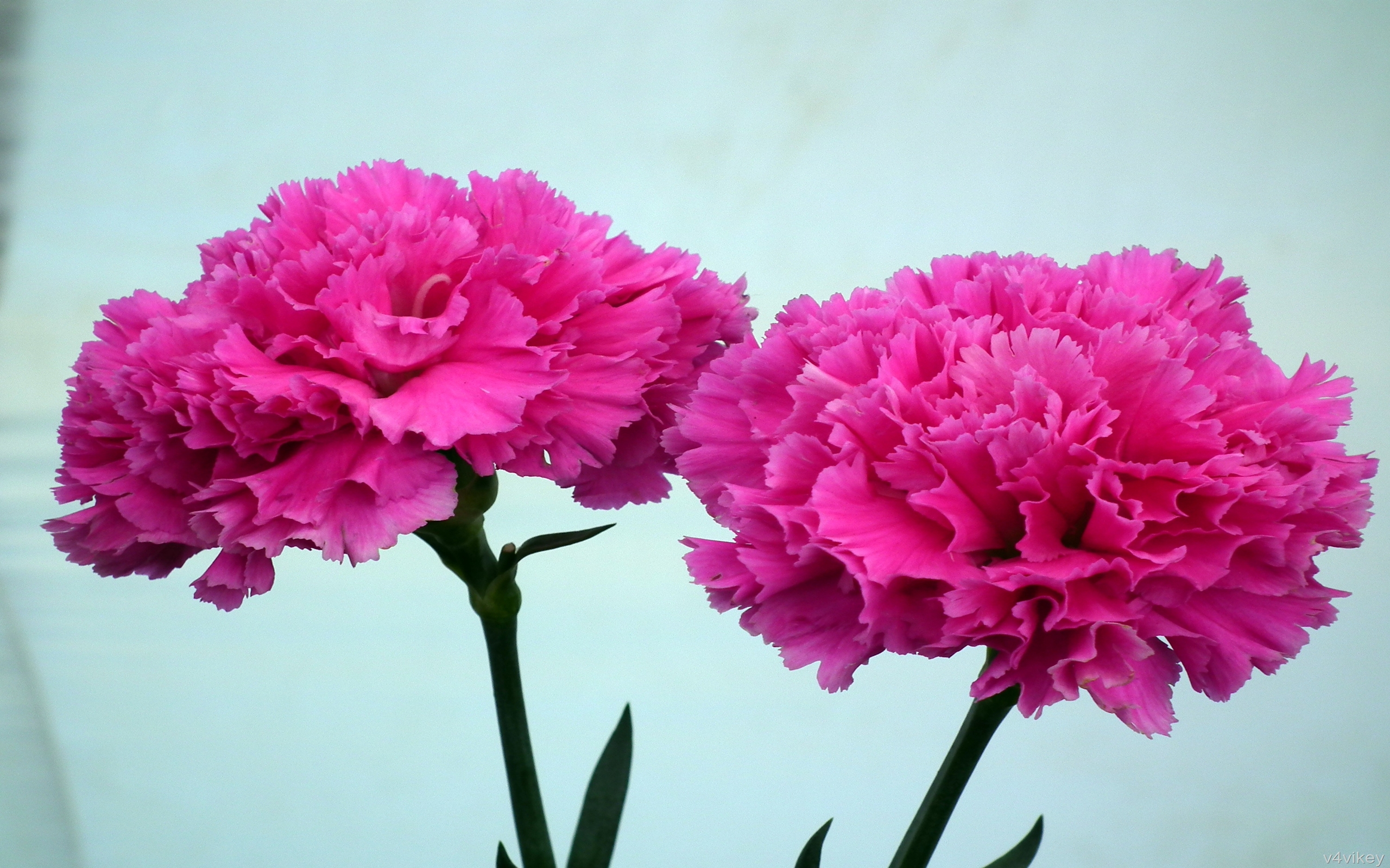 Beautiful Pink Carnation Flower : Wallpapers13.com