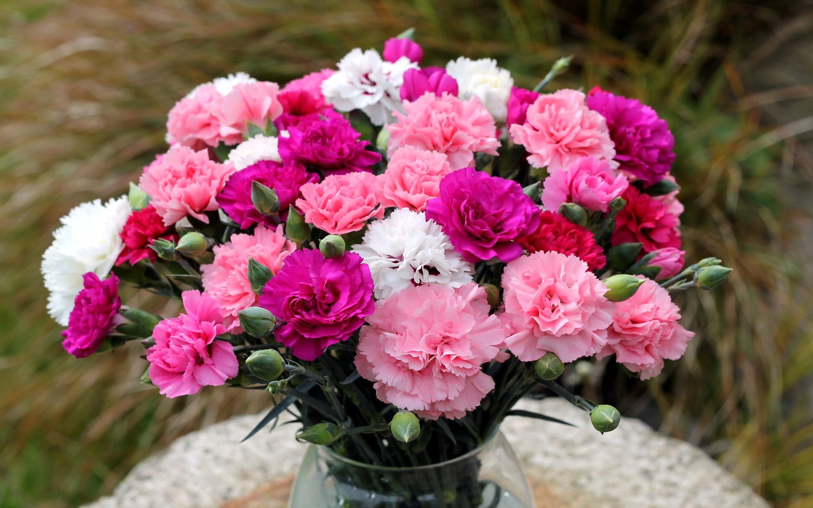 Carnation In A Vase Bouquet 96 : Wallpapers13.com