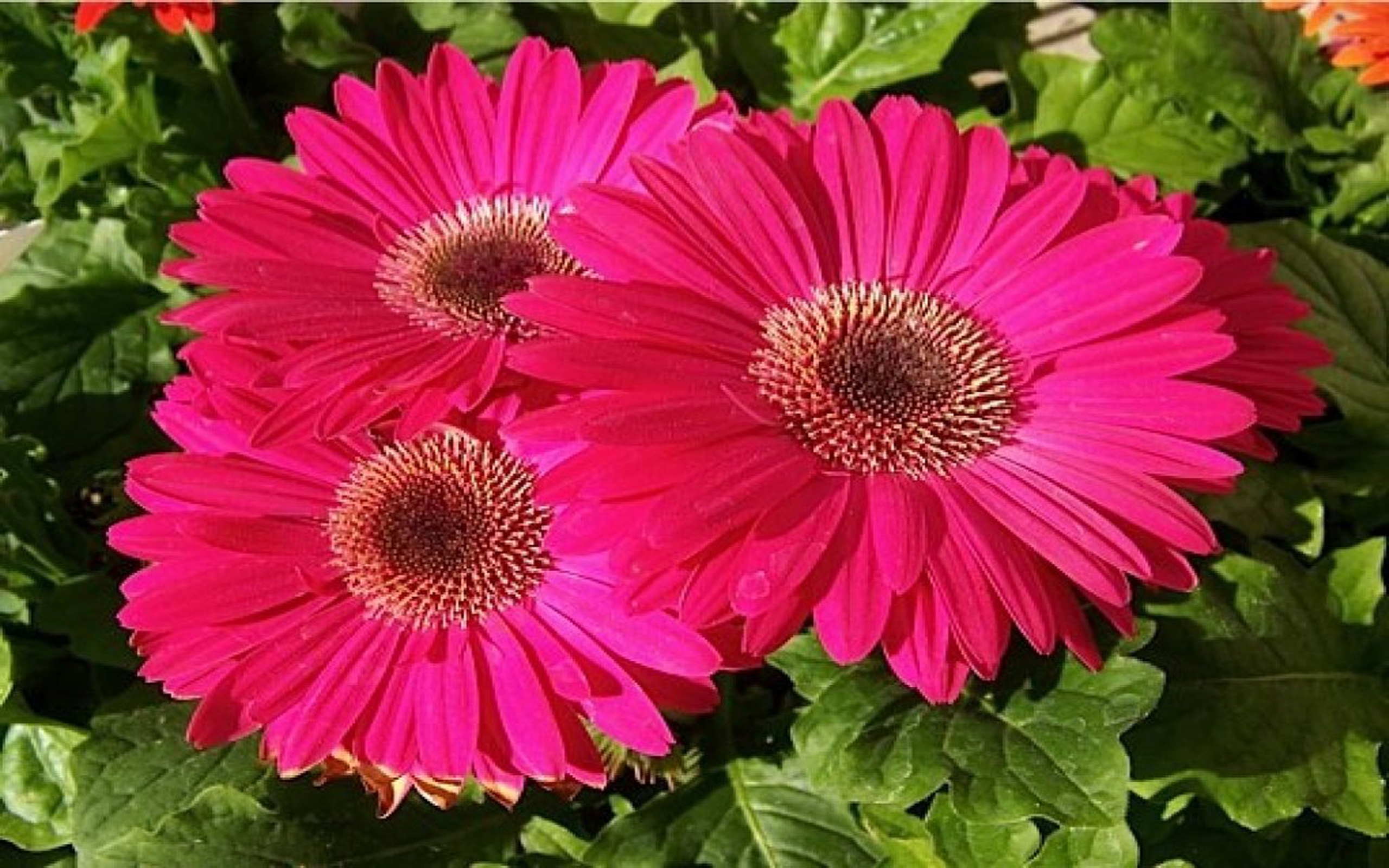Pictures of pink daisies