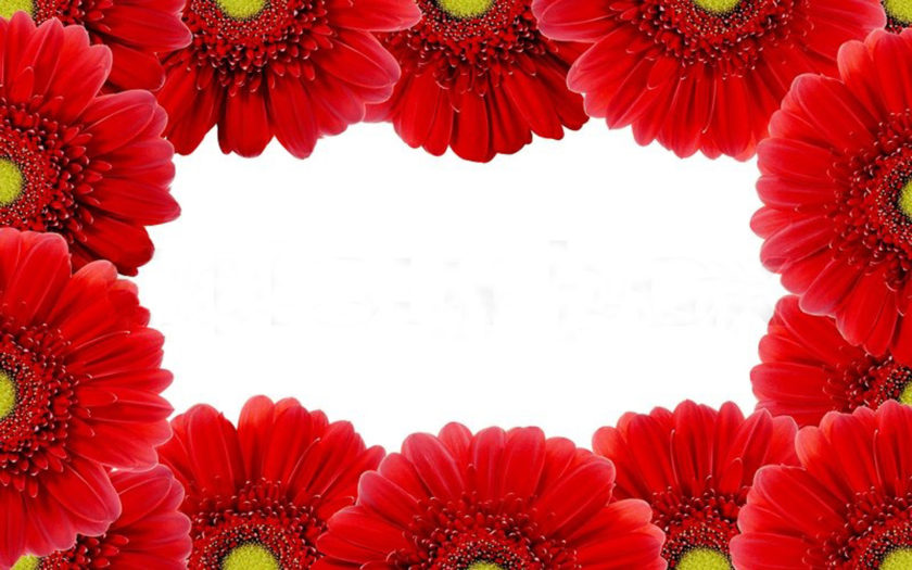 Red Gerbera Flower 3893072 : Wallpapers13.com
