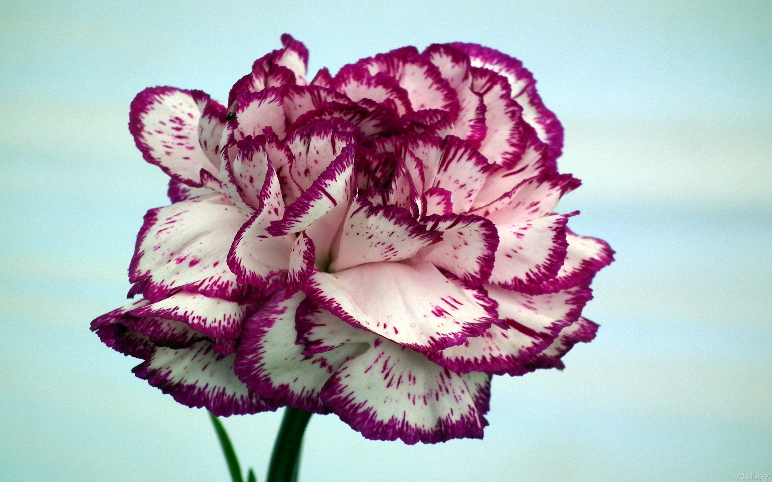 carnation stock photo by dinkyh 8 / 719 white carnation stock photo by anph...