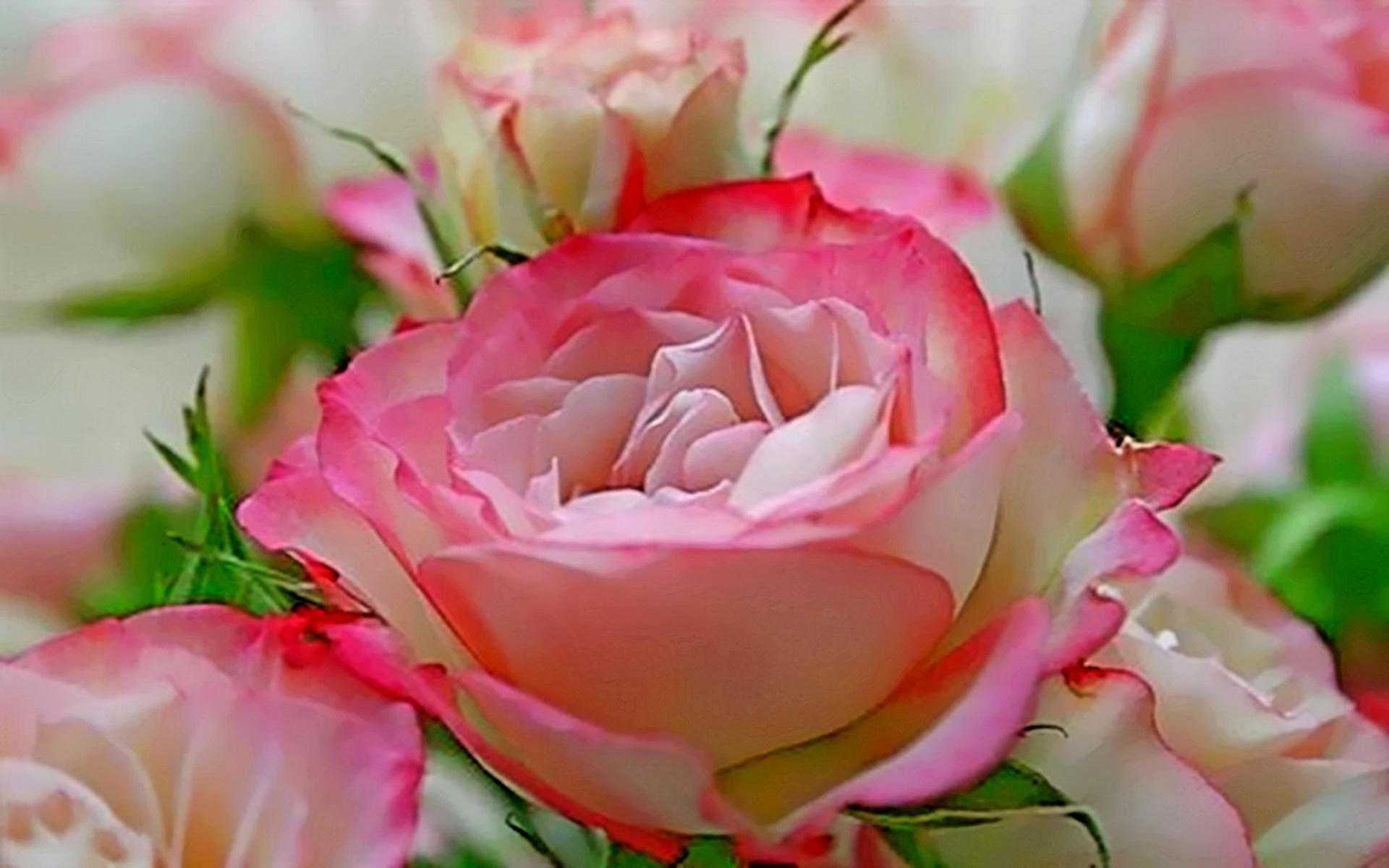 Valentines Day Pink rose Flower Romances image Wallpaper Hd ...