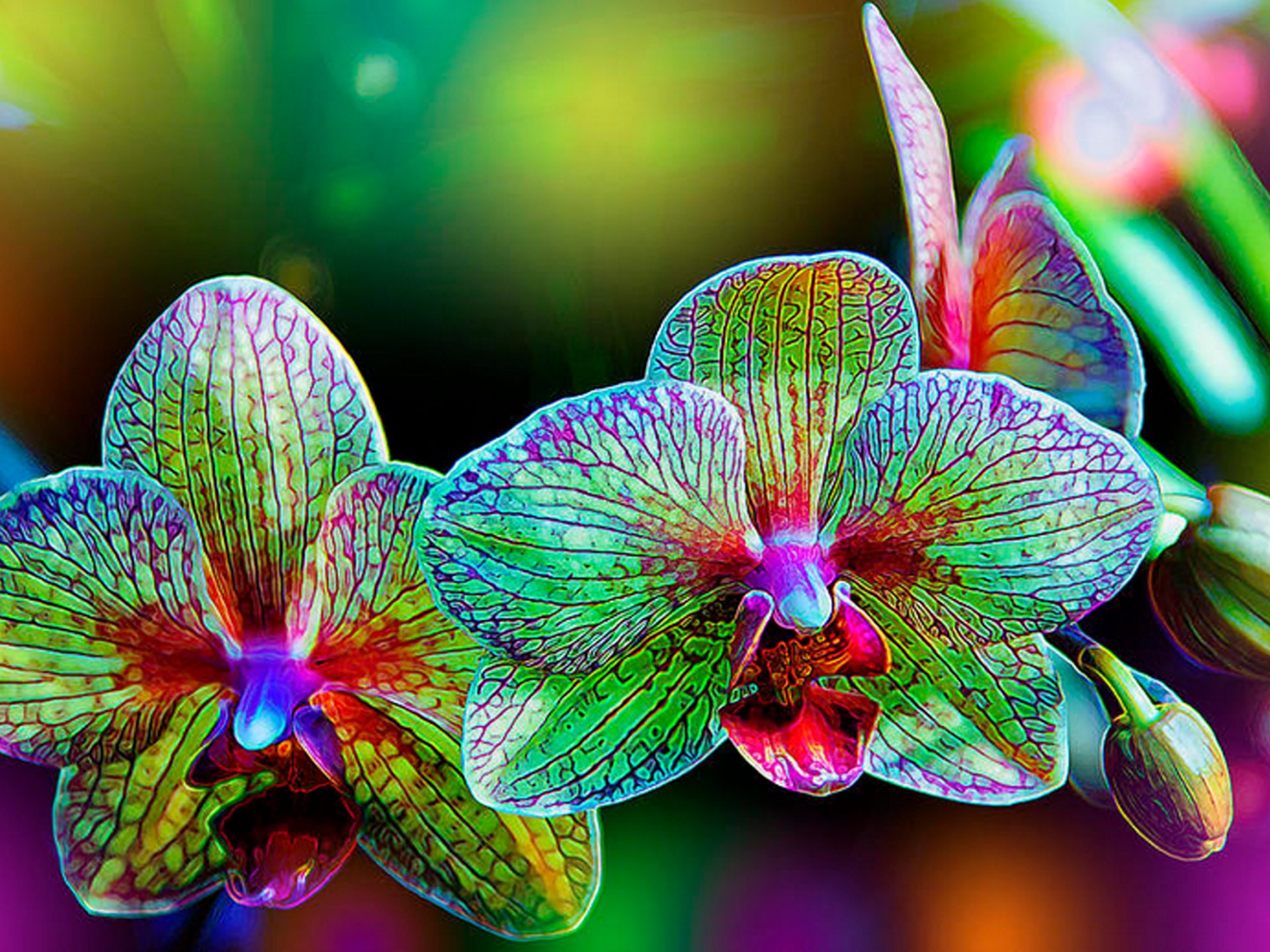 Alien Orchids Floral Art Photograph 2560×1600