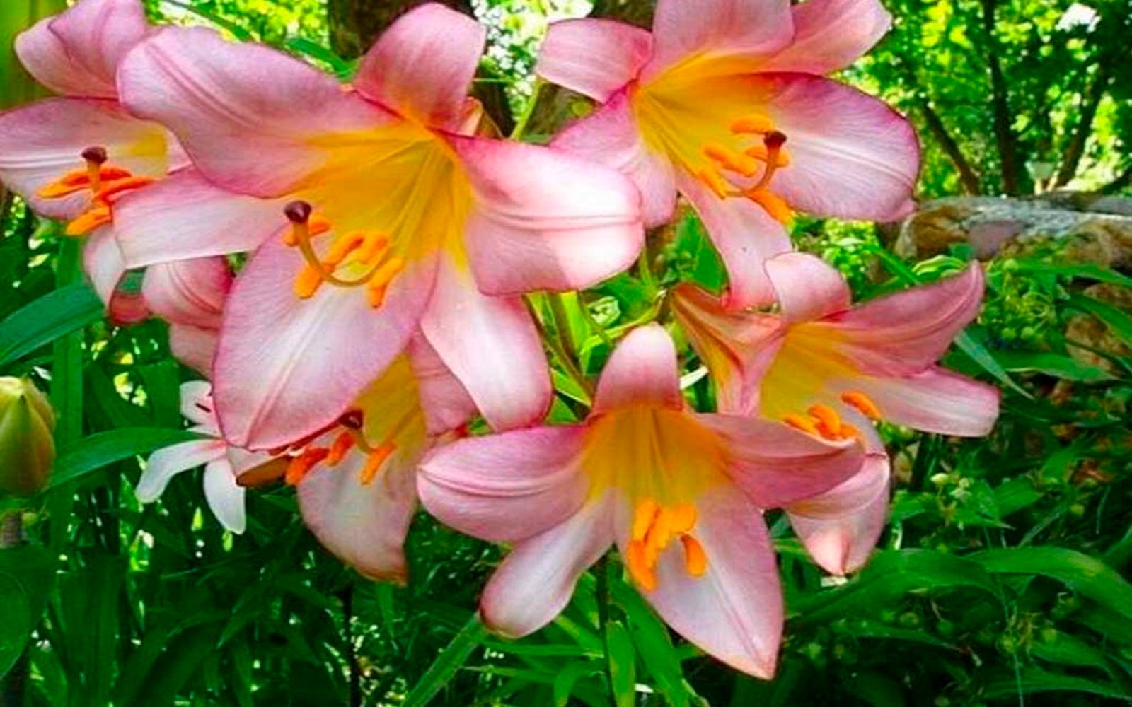 Beautiful Flower Lily Wallpapers Hd 64737