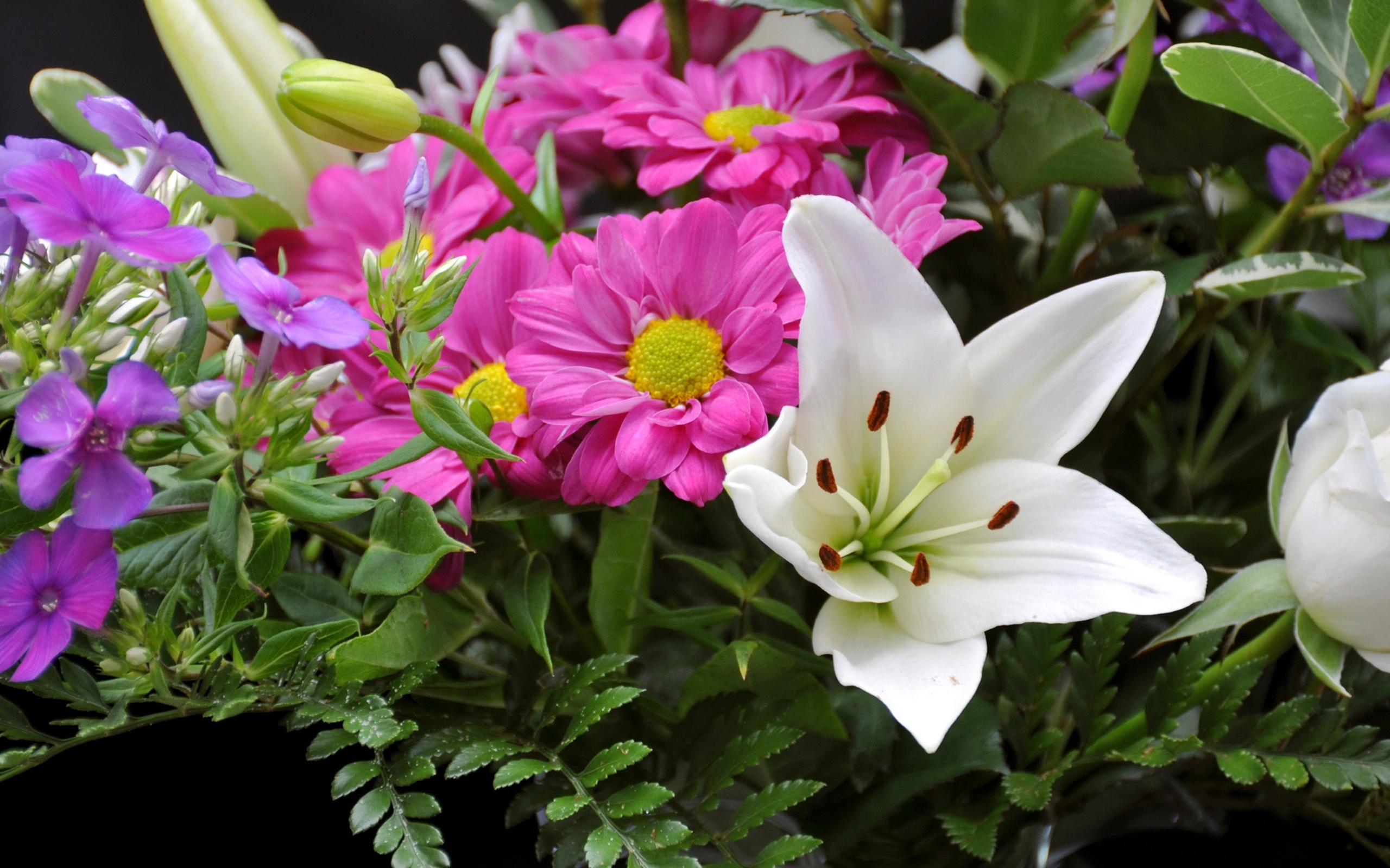 Покажи картинки цветов. Зефирус цветок. Астерия цветок. Остеросперос цветы. Лилии и ромашки.