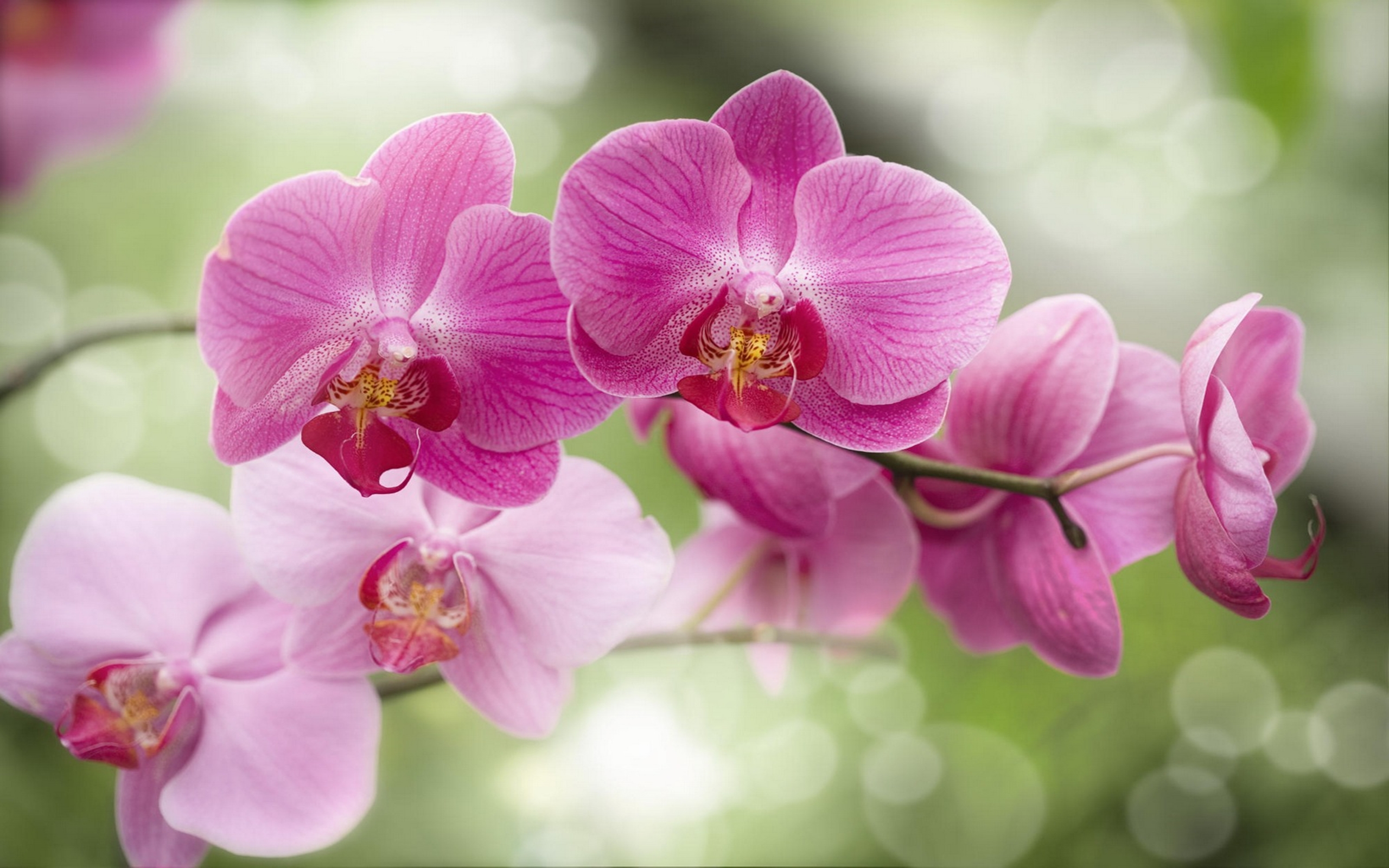 Beautiful Pink Flowers Orchid Hd Wallpaper : Wallpapers13.com