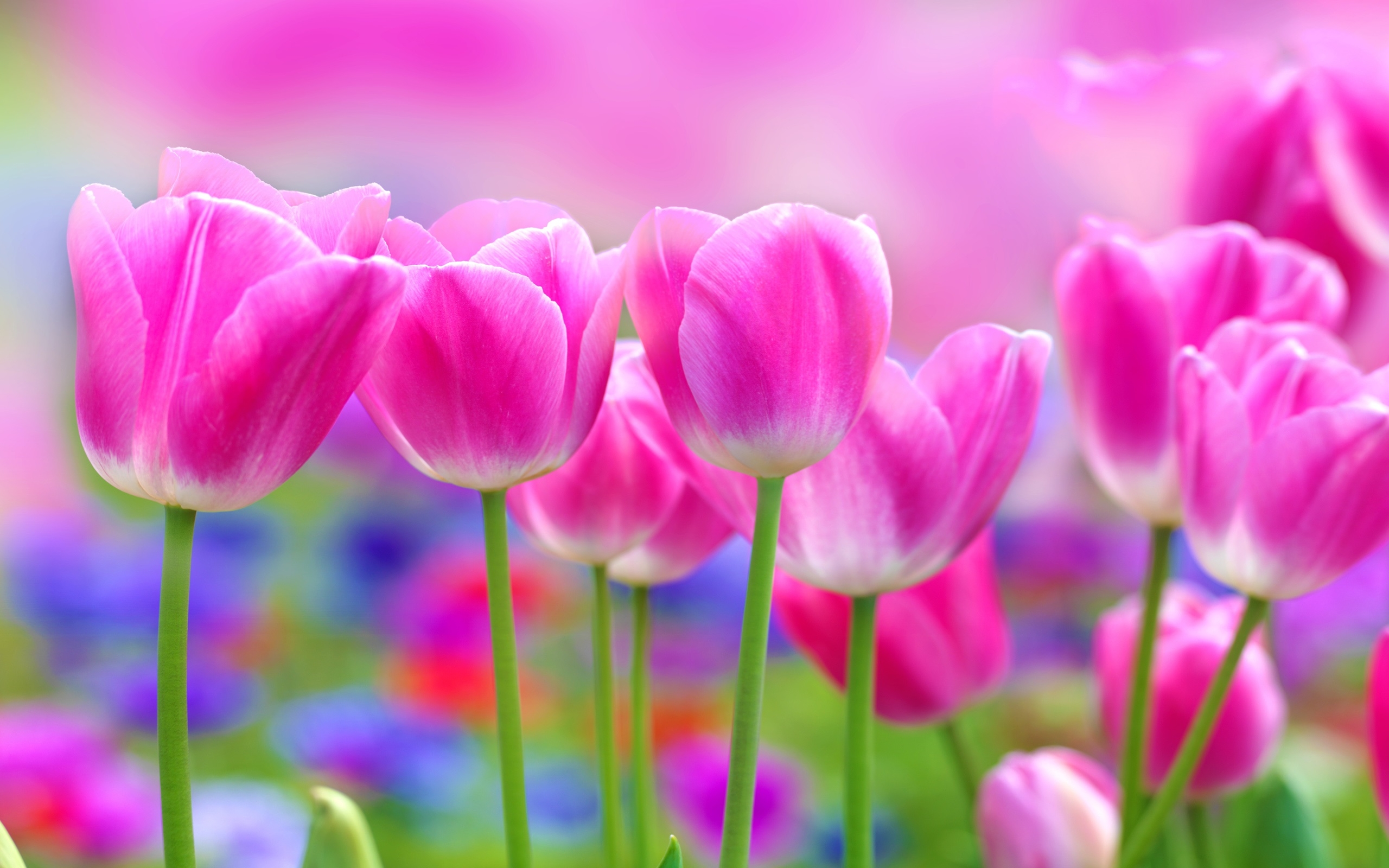 Beautiful Pink Tulips Flowers Blur Background 2560x1600 : Wallpapers13.com