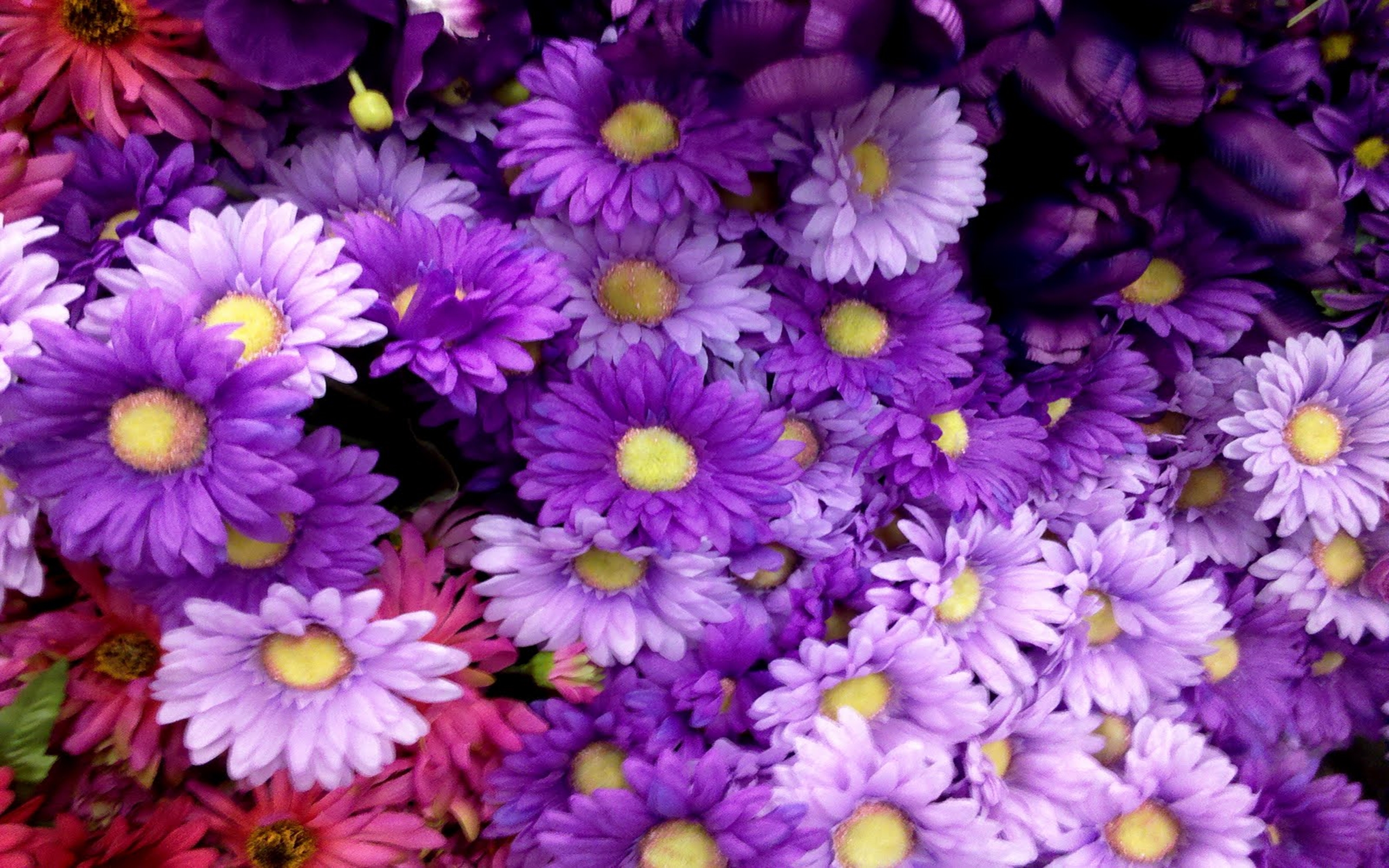 Beautiful Purple Flowers Pictures Hd Images 3 : Wallpapers13.com