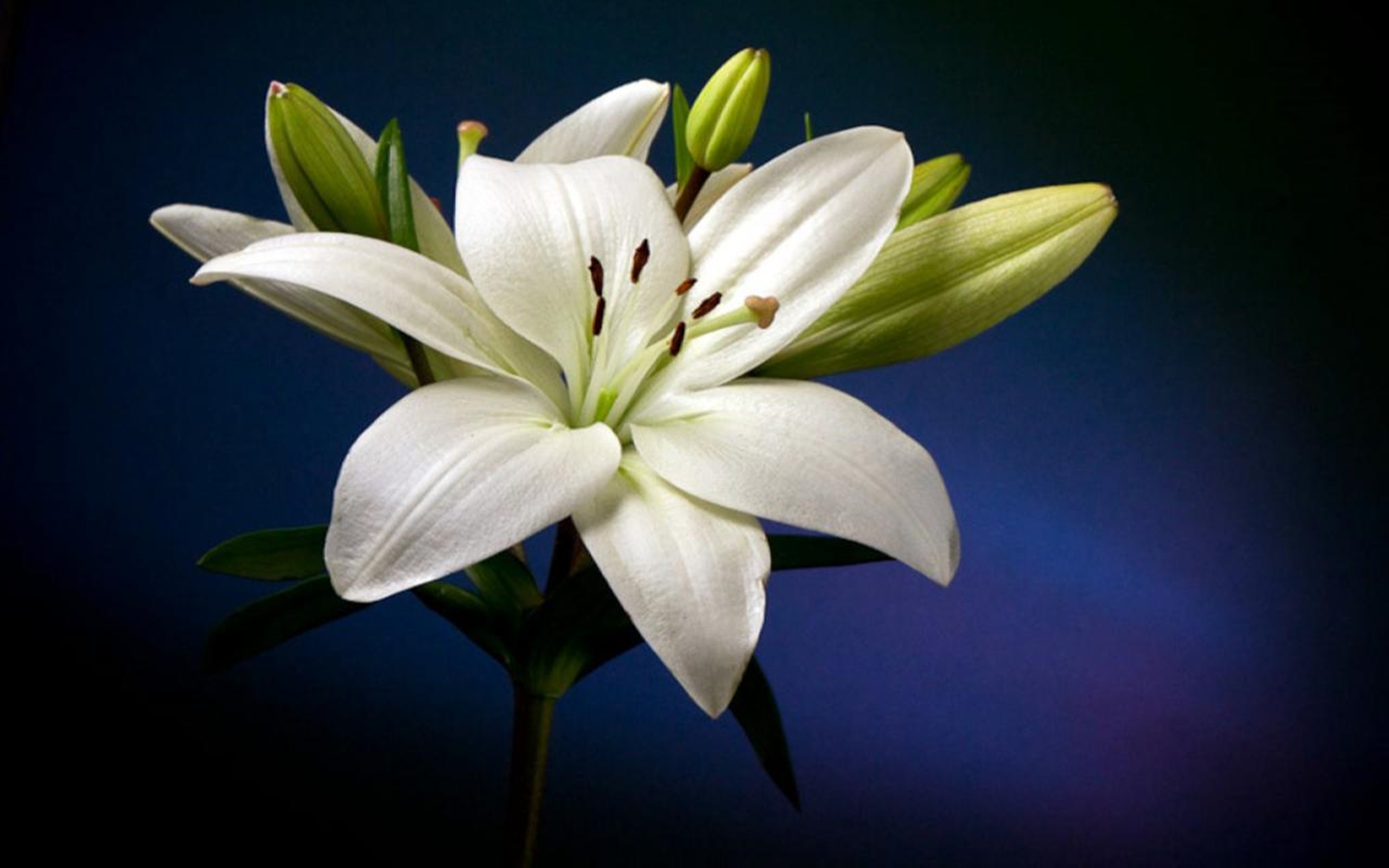 Beautiful White Lily  Flower  Hd  Wallpaper  Wallpapers13 com