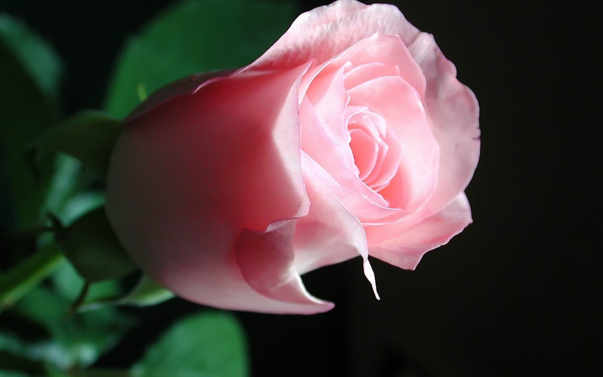Видео красивых роз. Розовые розы.