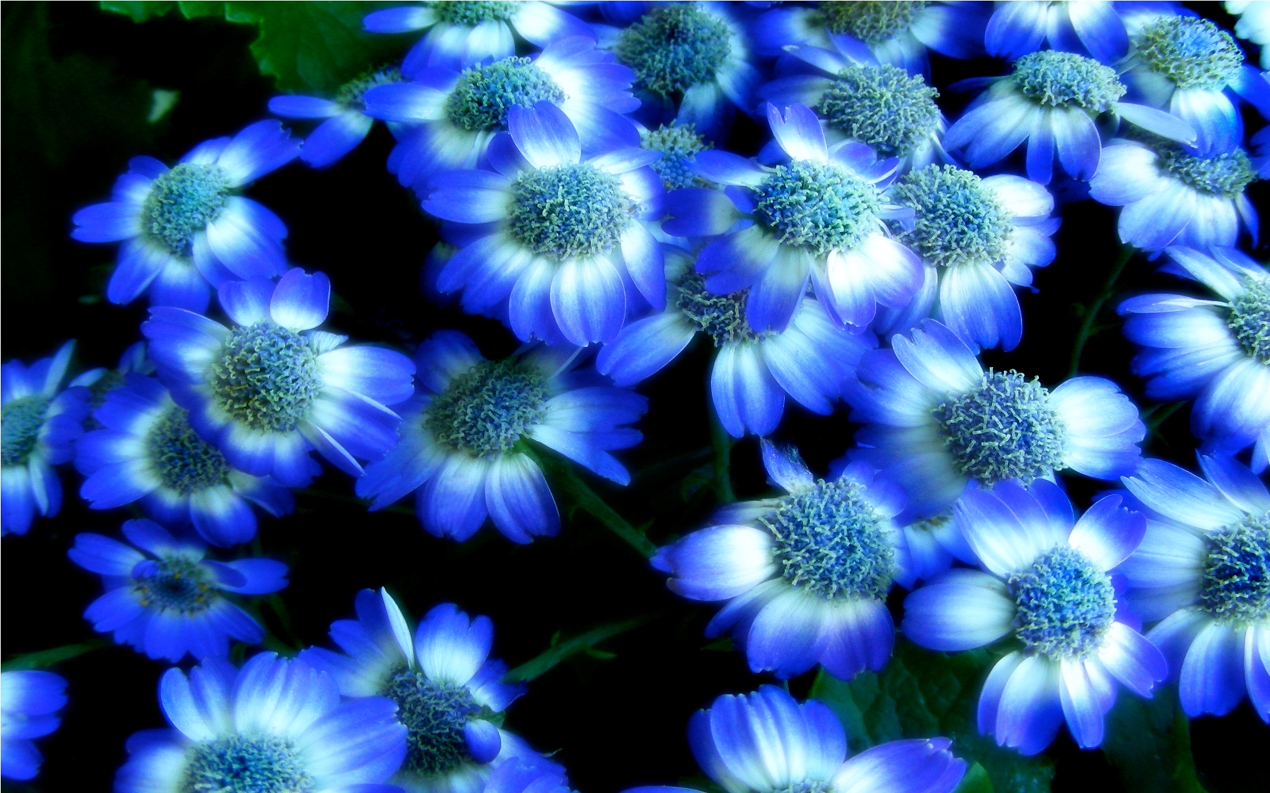 Blue Flowers Background Beautiful Flower Wallpapers Lotus Flowers :  