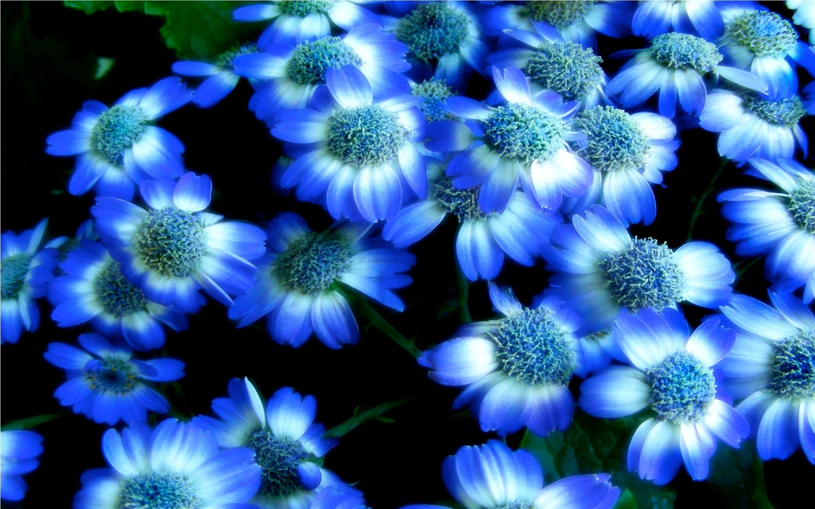 38 Blue Wallpaper with White Flowers  WallpaperSafari