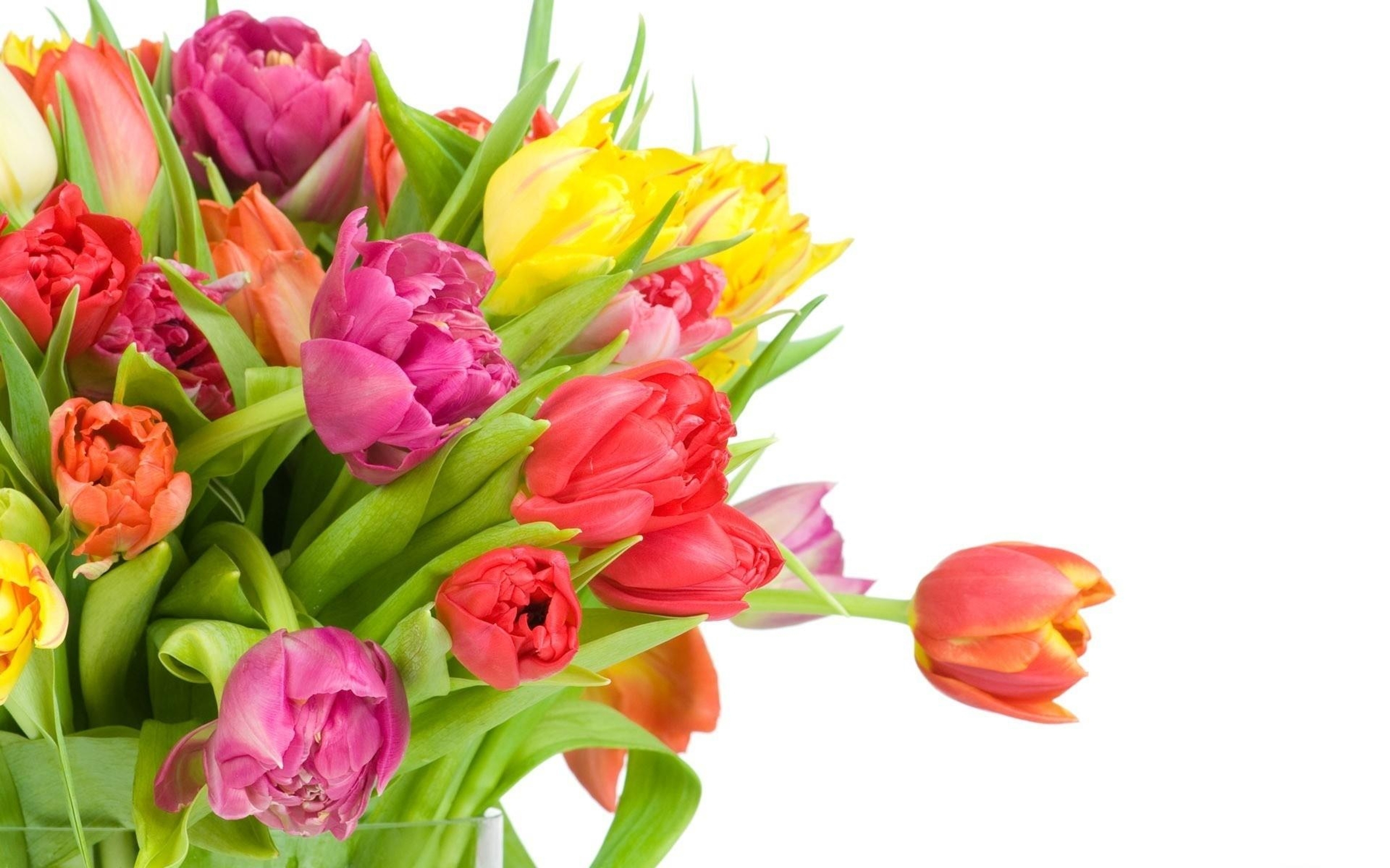 Открытки букеты тюльпанов красивые. Цветы тюльпаны. Цветы на белом фоне. Букет тюльпанов. Букет разноцветных тюльпанов.