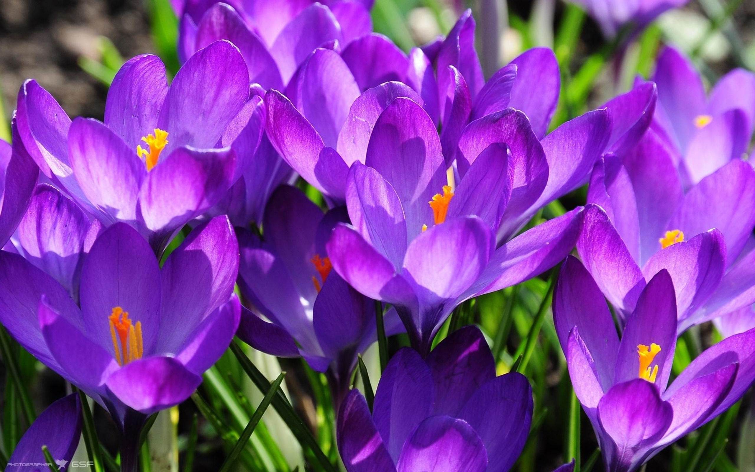 Цветы весной видео. Крокус Барс Пурпл. Крокус Ruby giant. Крокус Шафран весенний. Крокус Шафран синий.