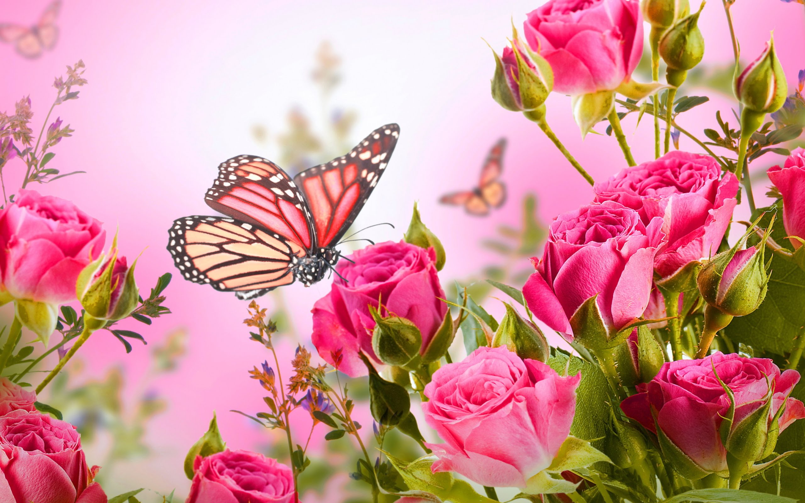 Butterfly On Pink Rose Flowers Hd Picture 2560x1600 Wallpapers13 Com