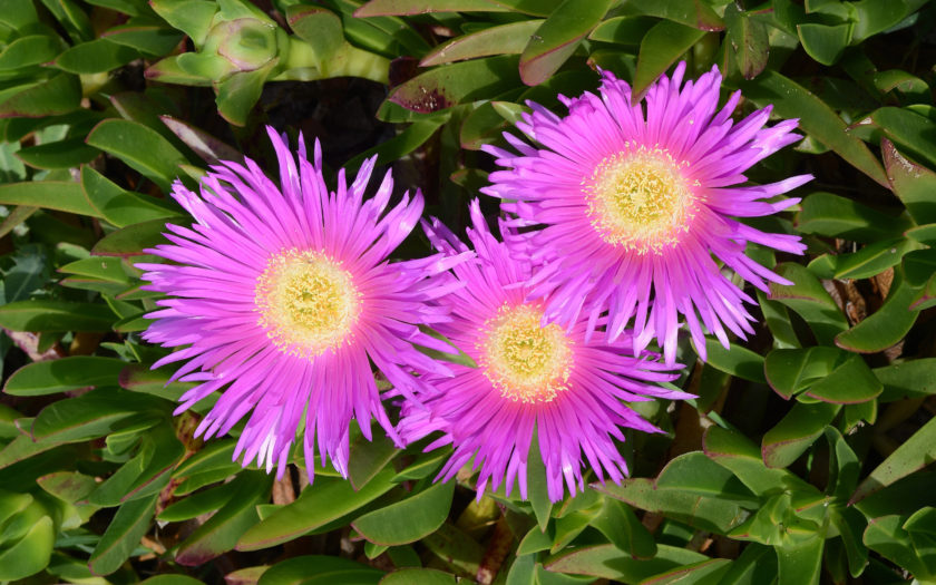 Carpobrotus rossii Australian pig face better known as a pendant or pig ...
