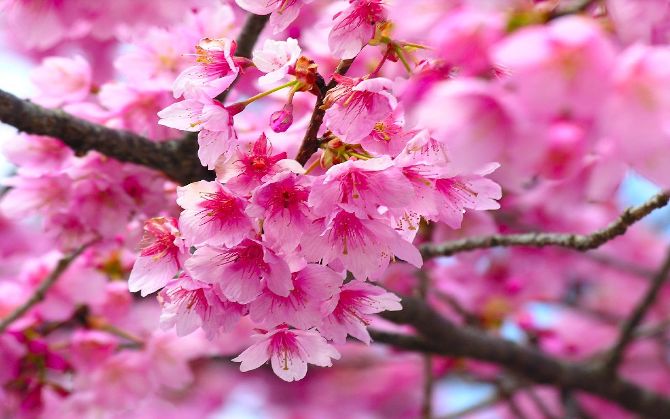 Cherry Blossom Flower Wallpaper : 