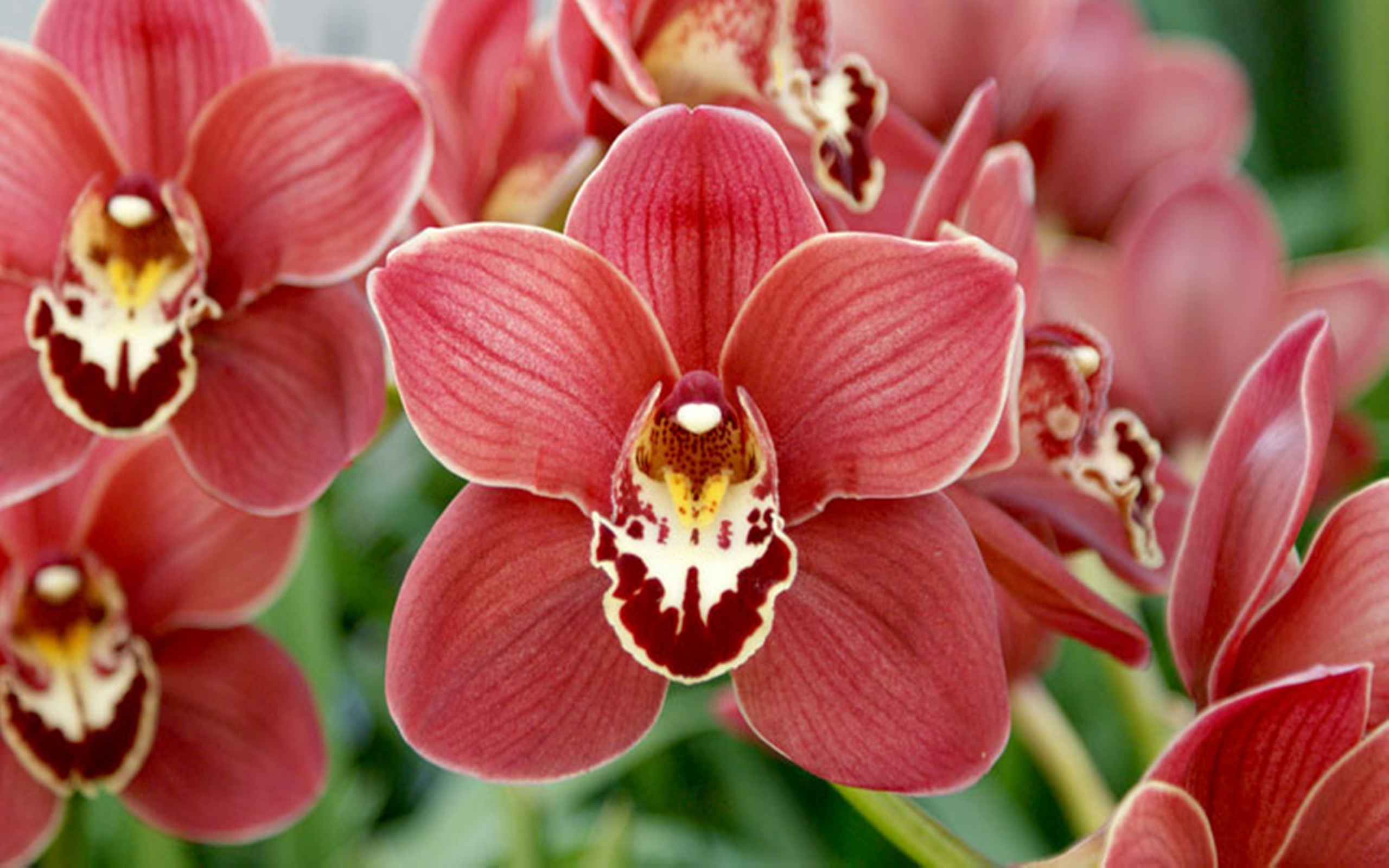 Cymbidium Orchids With Delicate Red