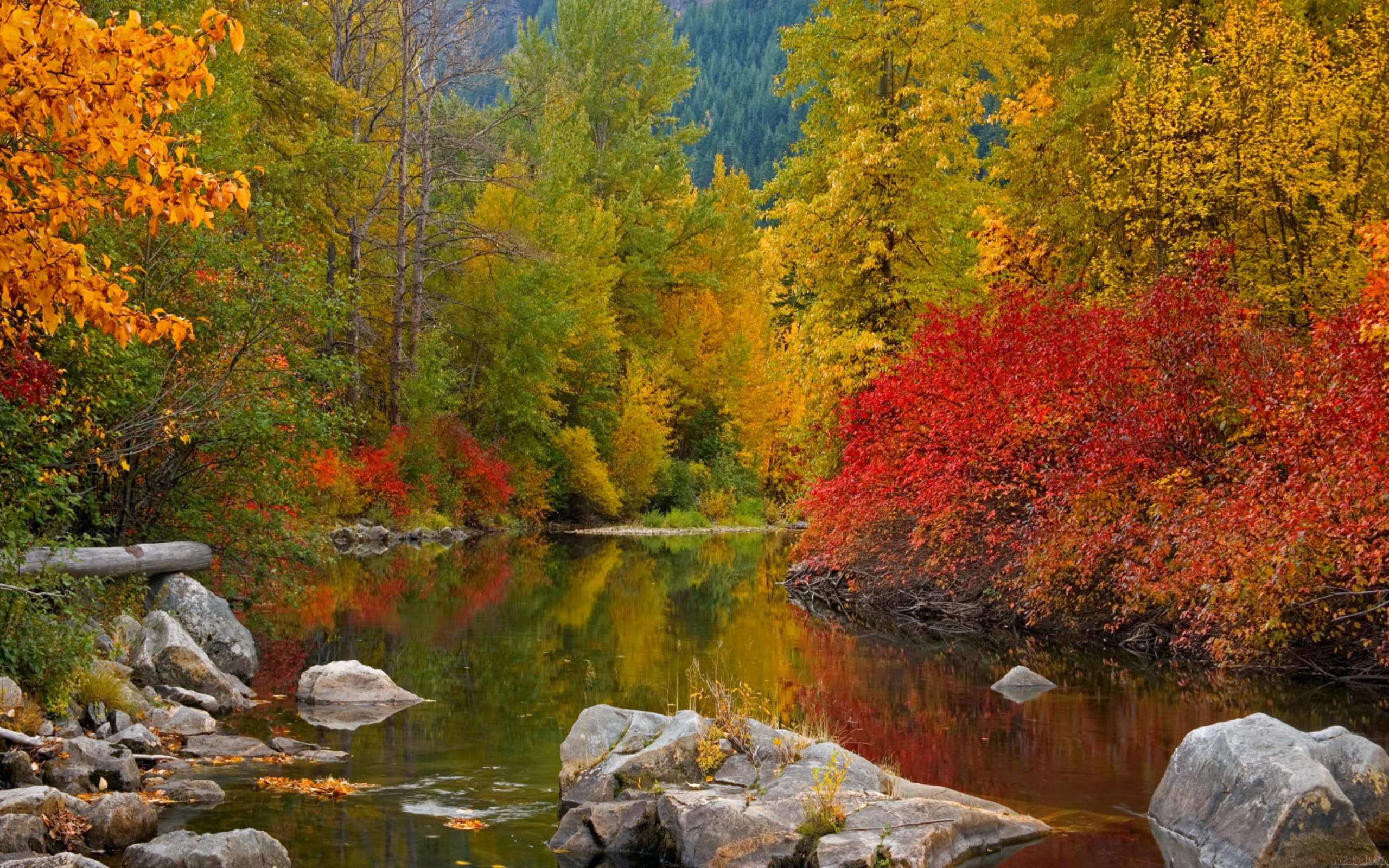 Fall Awesome Forest River Water Widescreen 2560x1600 Hd Wallpaper ...