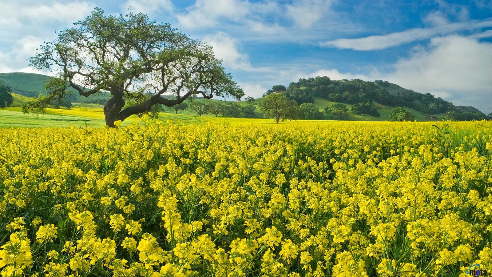 Download Field Yellow Flowers Wallpaper Mustard Hd Wallpaper 8462 : Wallpapers13.com