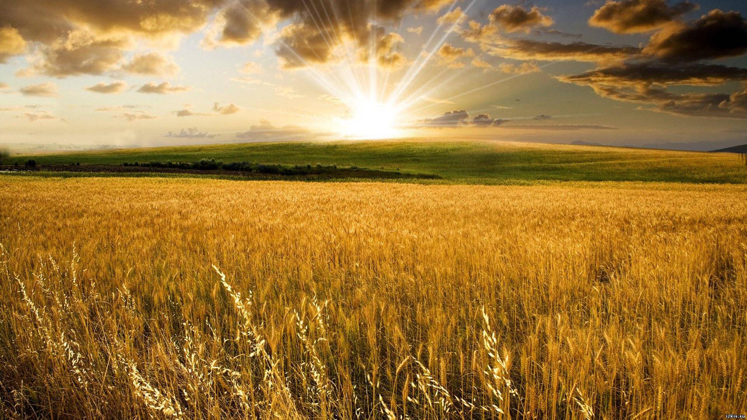 Благословляя сердца. Желтеющая Нива. Поле пшеницы. В поле. Пшеничные поля России.
