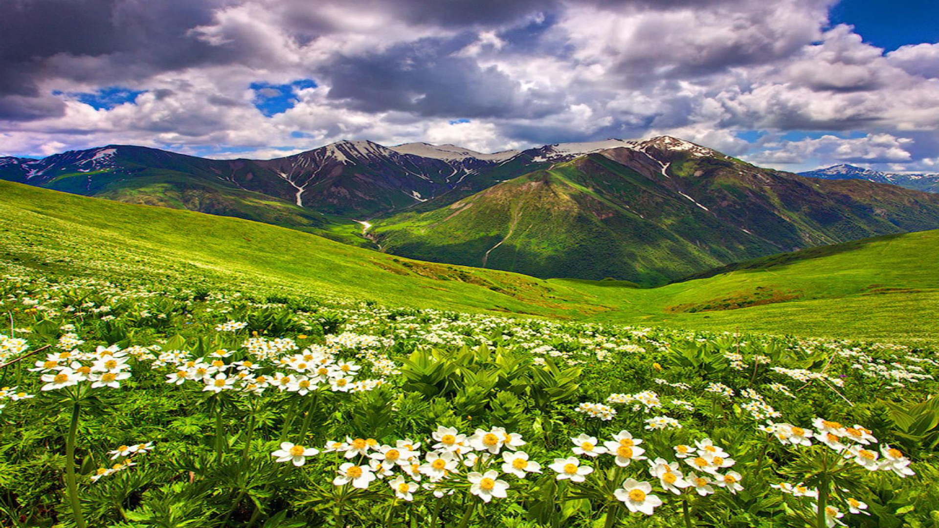 Field Of Flowers In The Mountain Summer Sky Hd Wallpaper Wallpapers13 Com