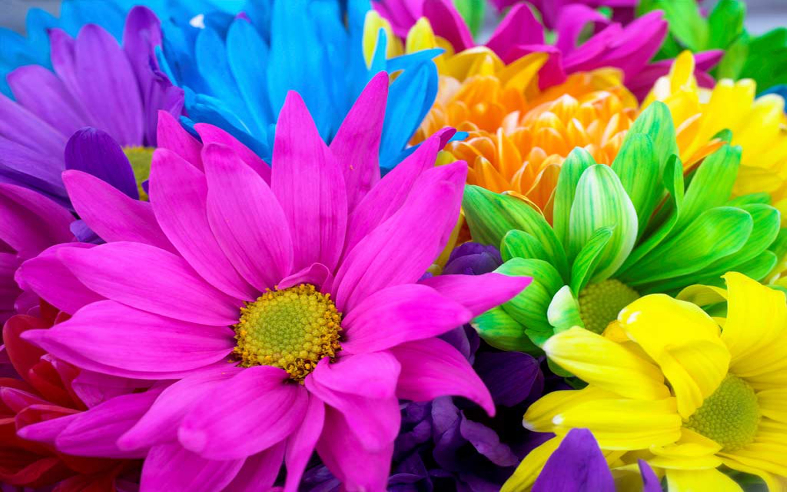 I a beautiful flower. Яркие цветы. Разноцветные цветы. Яркие разноцветные цветы. Красивые цветочки.