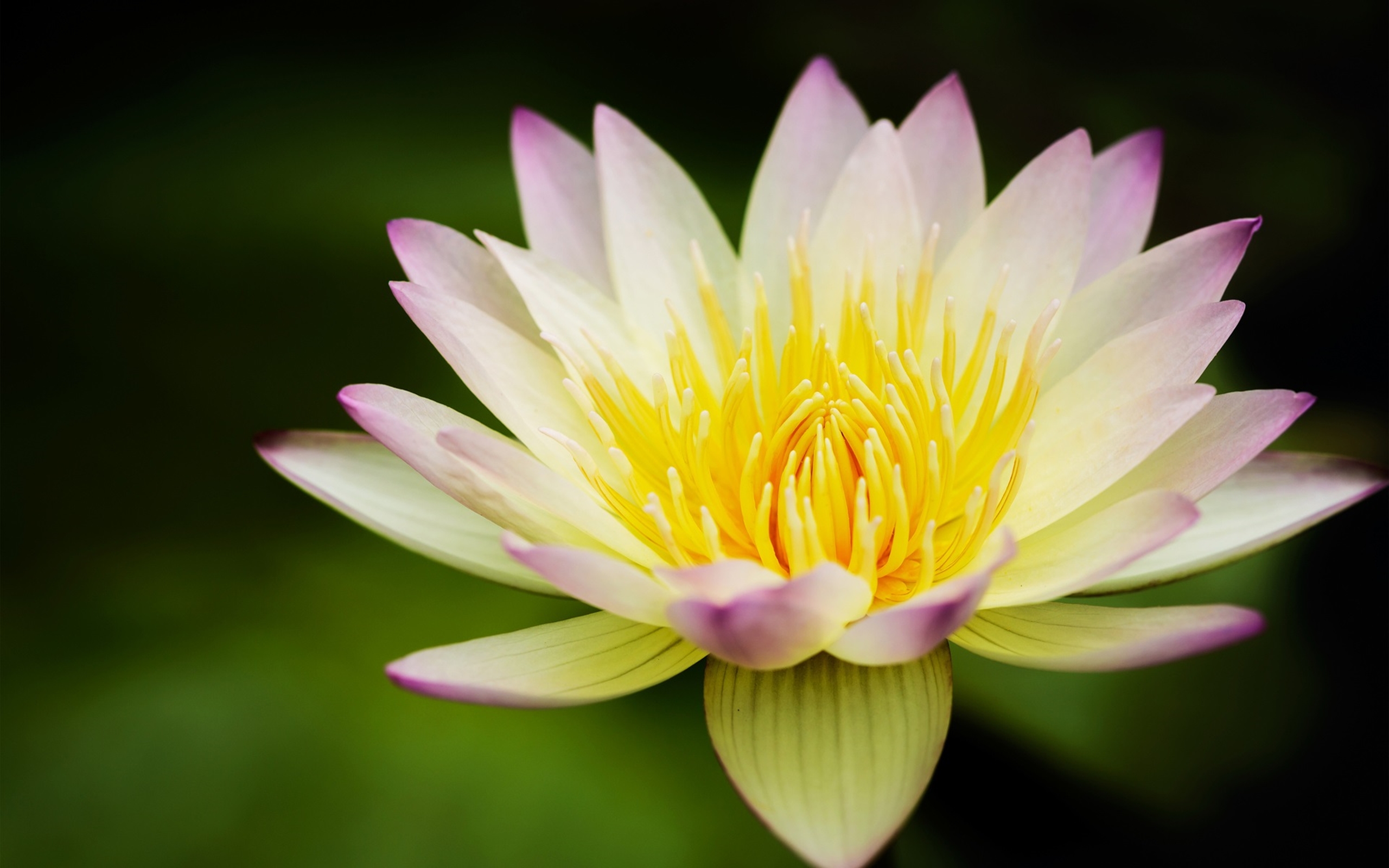 Flower Lotus Yellow White Water Lily 2560x1600 : Wallpapers13.com