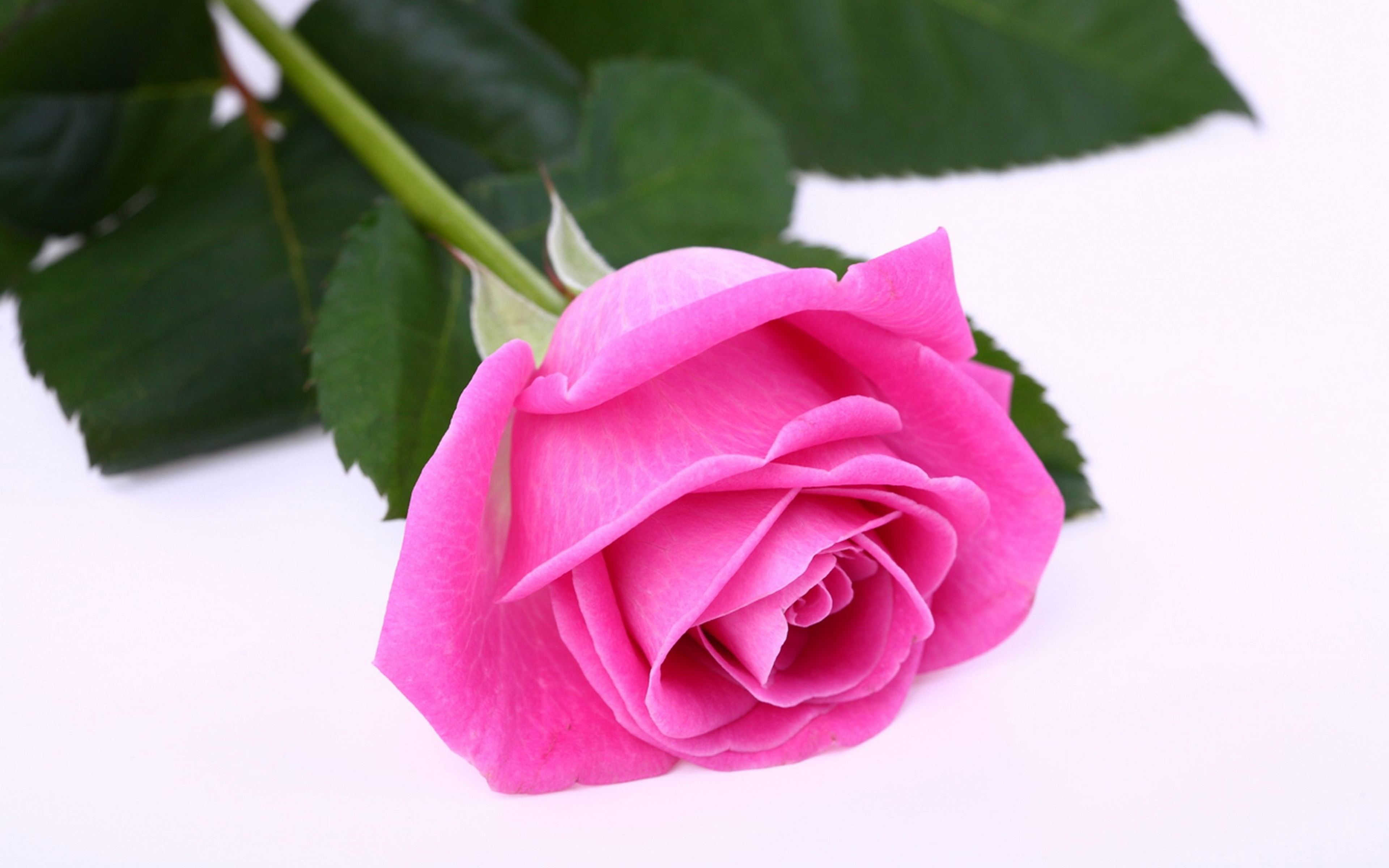 Rose is beautiful. Розы Пинк Фловерс.