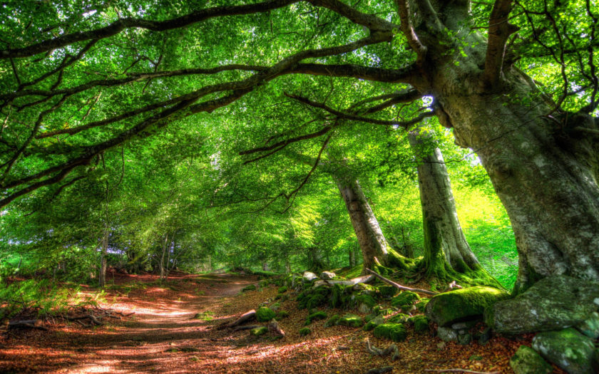 Forest, Trees, Canopy, Leaves, Green : Wallpapers13.com