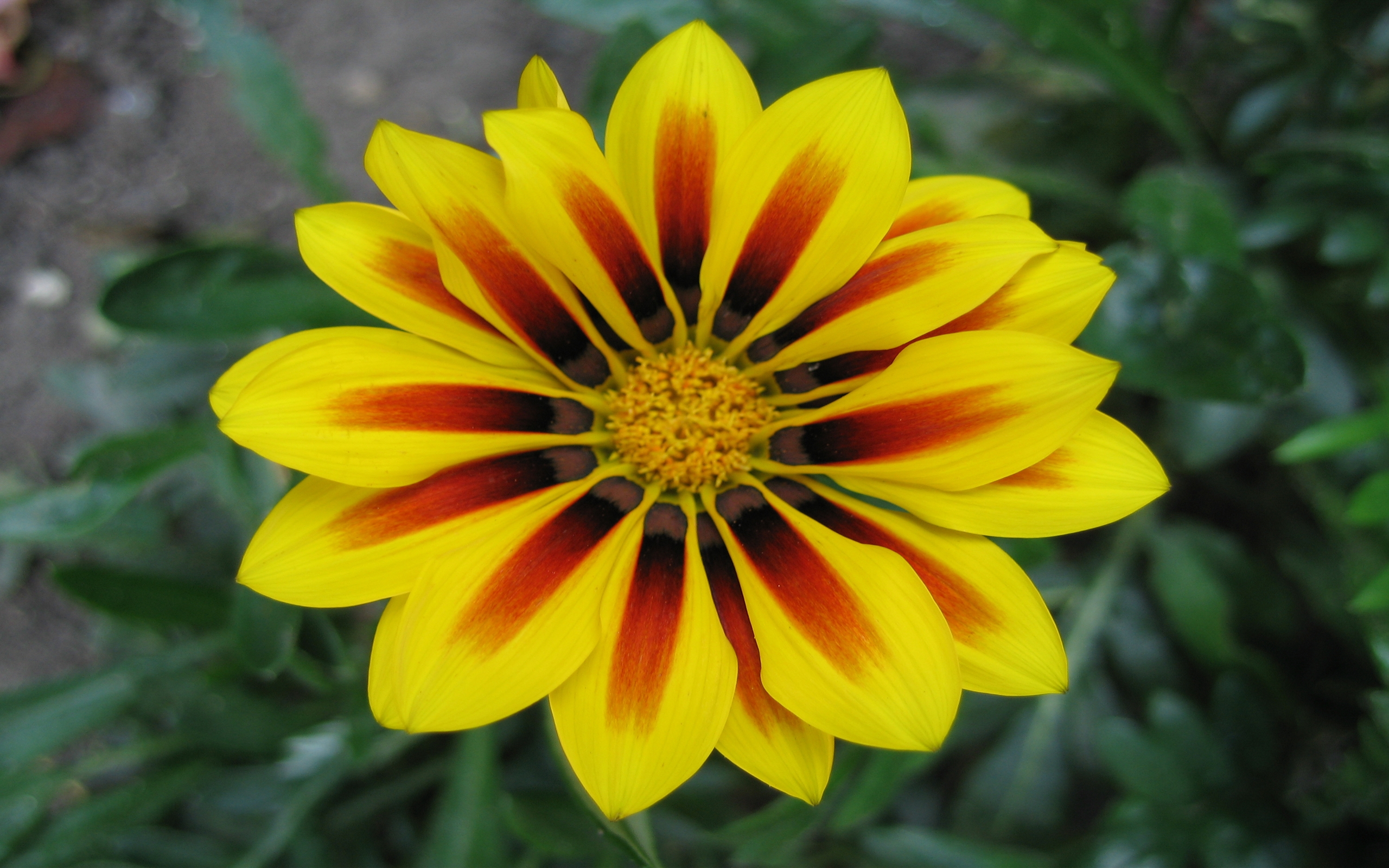 Gazania Yellow Orange Striped Daisy Like Flow   er Closeup 1