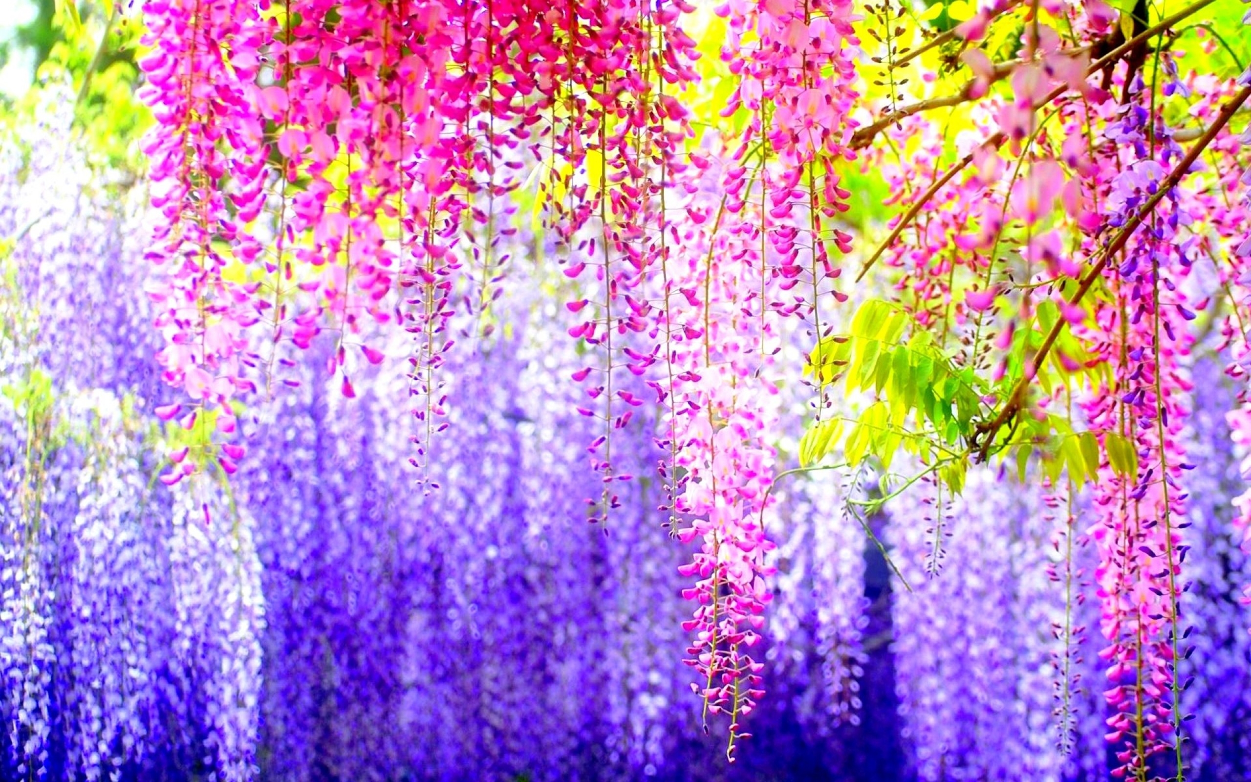 Hãy chiêm ngưỡng vẻ đẹp của hoa Nhật Bản qua hình ảnh tuyệt đẹp này. Được trồng và chăm sóc theo phong cách đặc trưng của đất nước này, những bông hoa Nhật Bản sẽ khiến bạn cảm thấy thật tuyệt vời và đầy cảm hứng.
