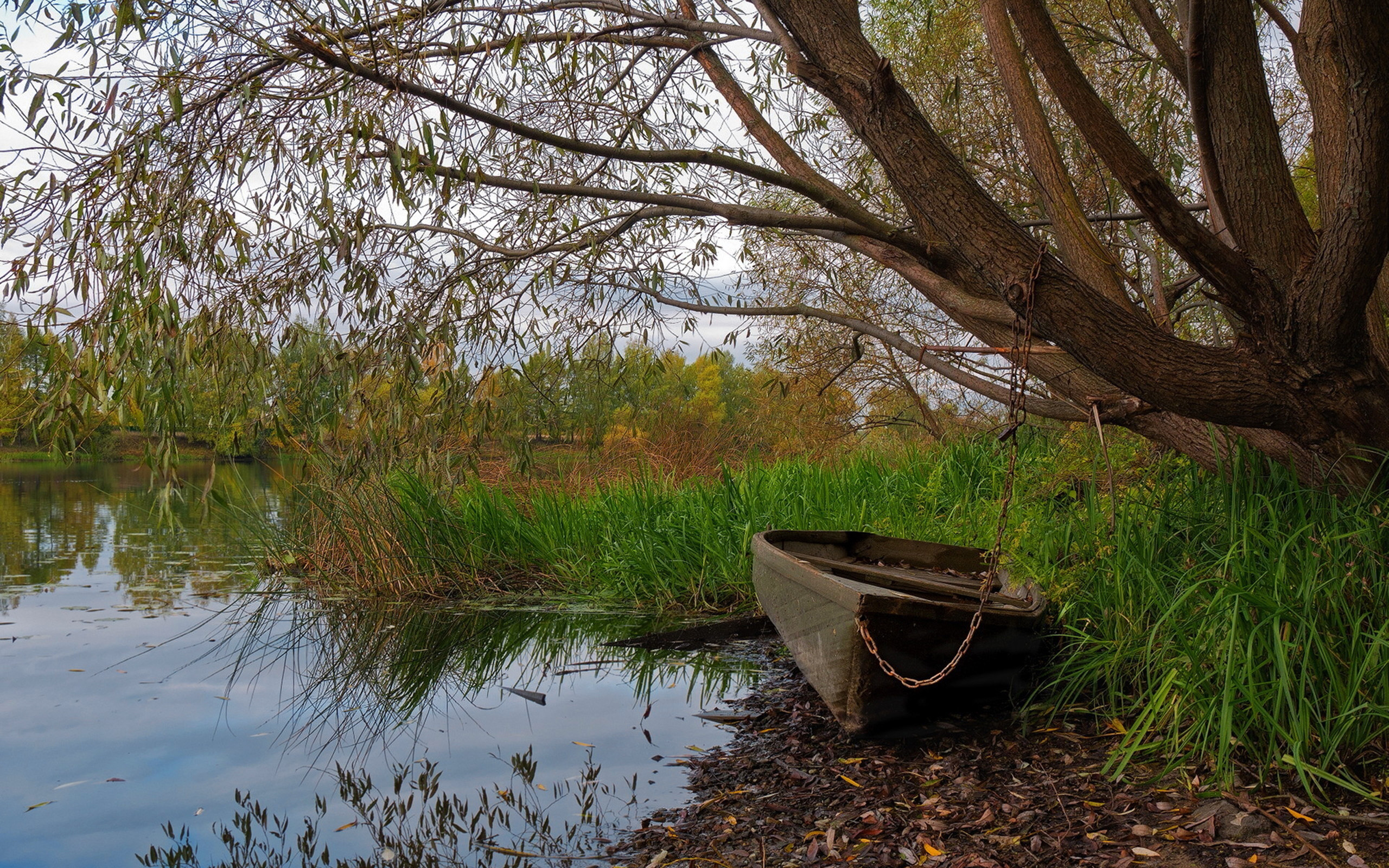 Озеро старая река. Лодка в камышах. Дерево возле реки. Заросший берег реки. Лодка на берегу реки.
