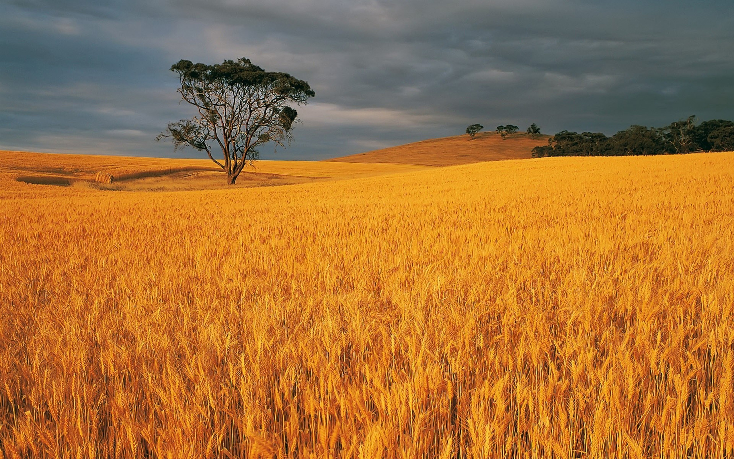 В поле давно уже зеленела посеянная. Сельское хозяйство в Австралии пшеница. Сельское хозяйство Австралии поля кукурузы. Пшеничный пояс Австралии. Злаковые культуры Австралии.