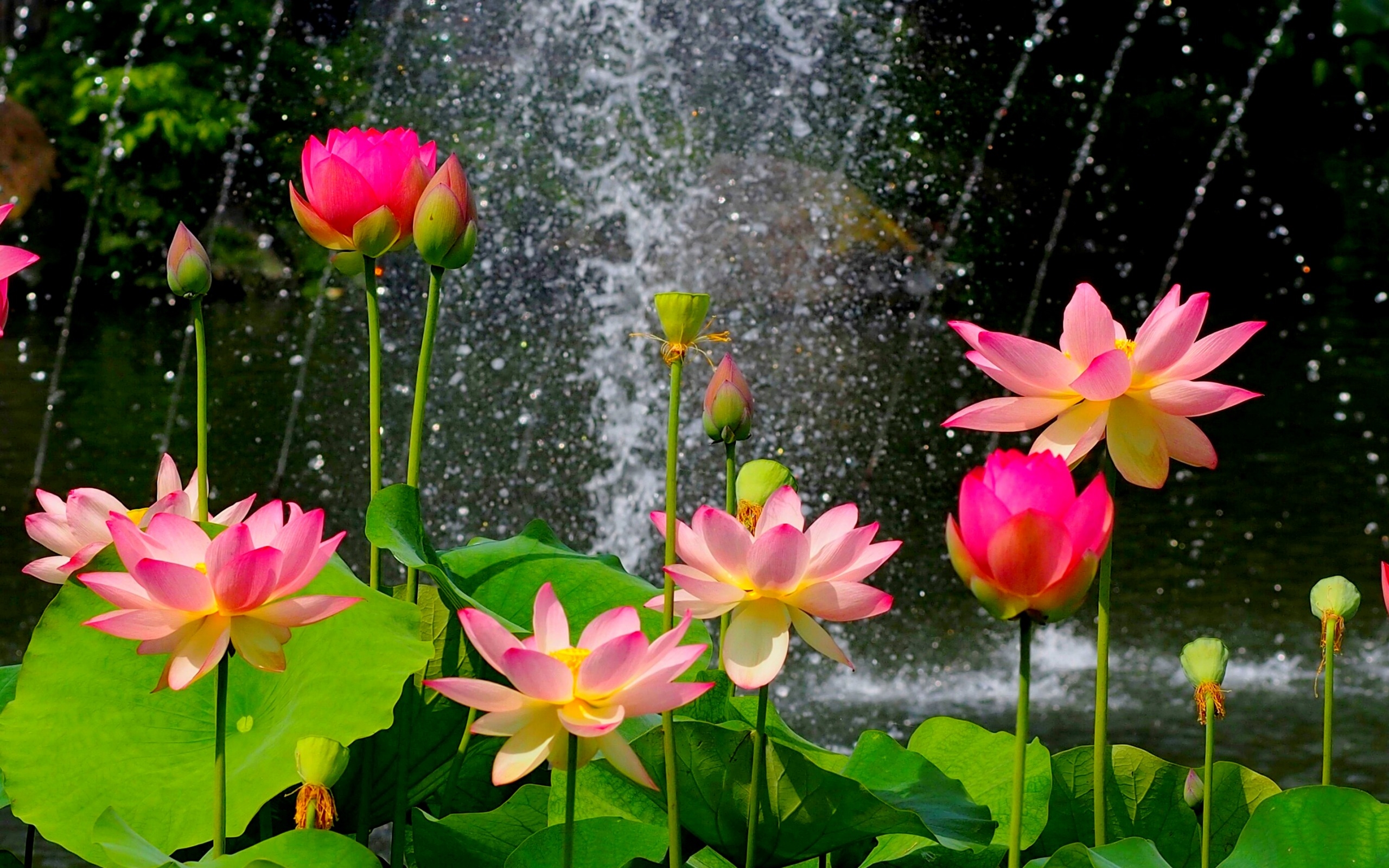 Lotus Flower Wallpaper Hd Download Of Pink Lotus Flower 2560x1600 :  